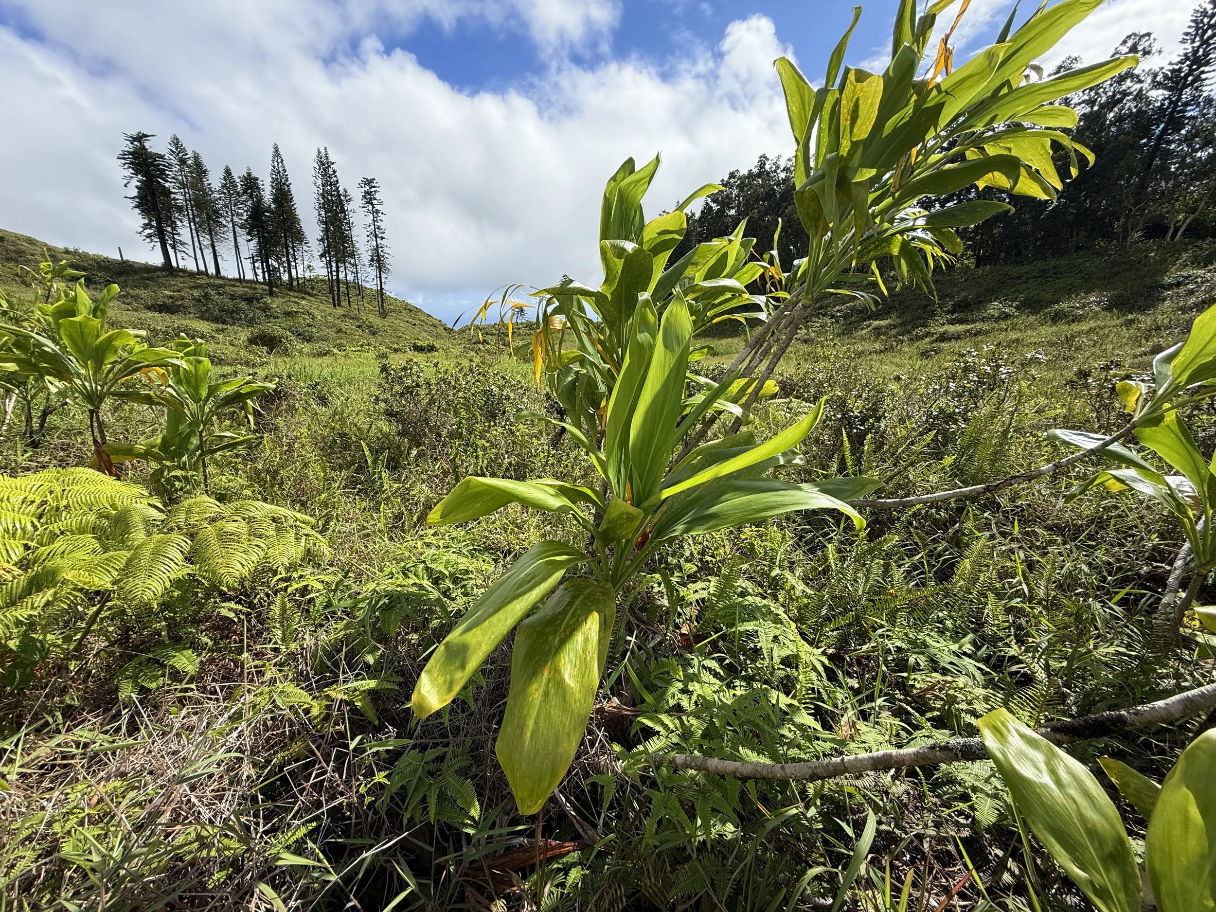 Cordyline fruticosa
