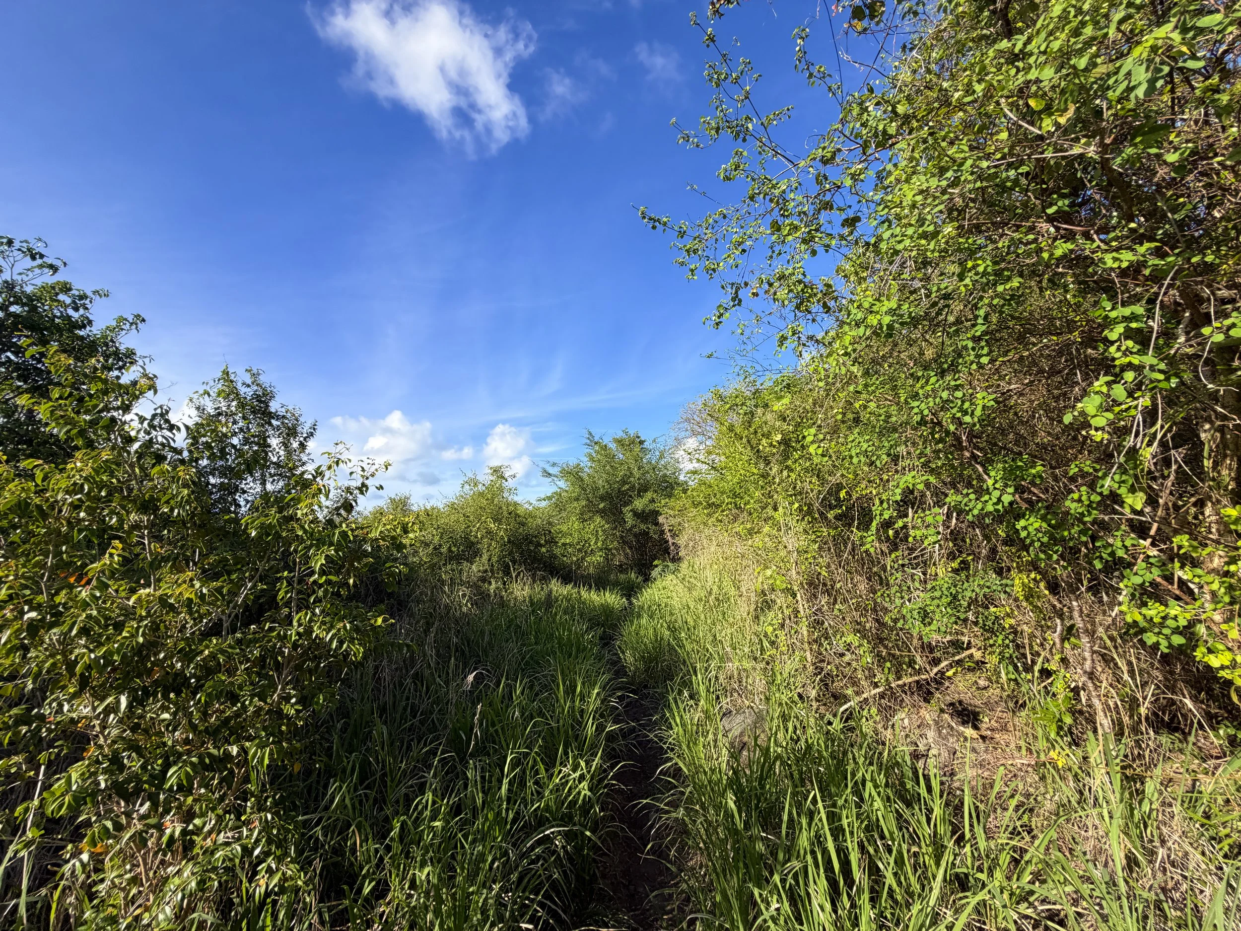 Caneel Hill Spur Trail Virgin Islands National Park
