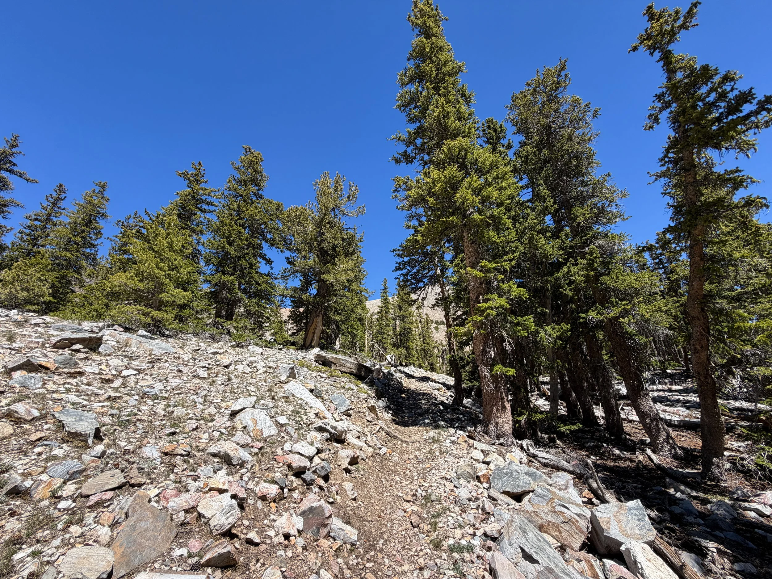 Baker Lake Trail Great Basin National Park Nevada