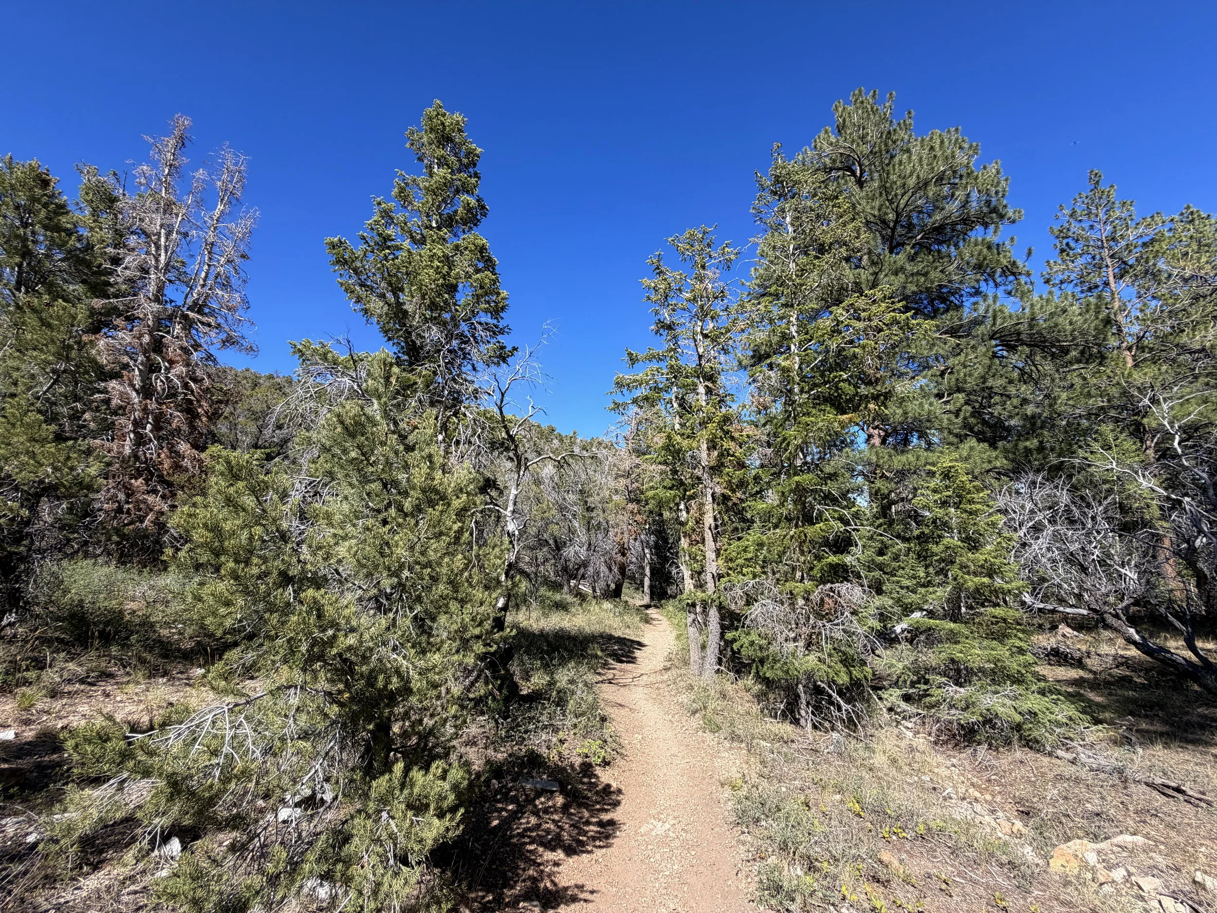 Osceola Ditch Trail Great Basin National Park Nevada