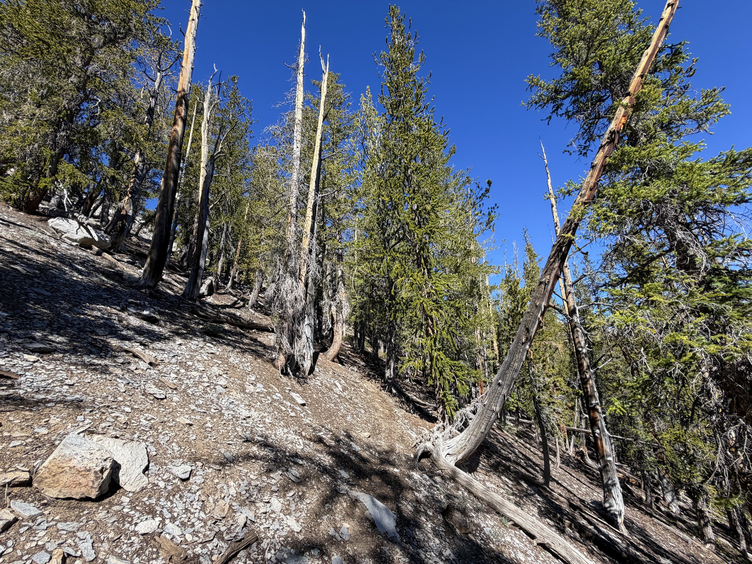 Snake Divide Trail Great Basin National Park Nevada