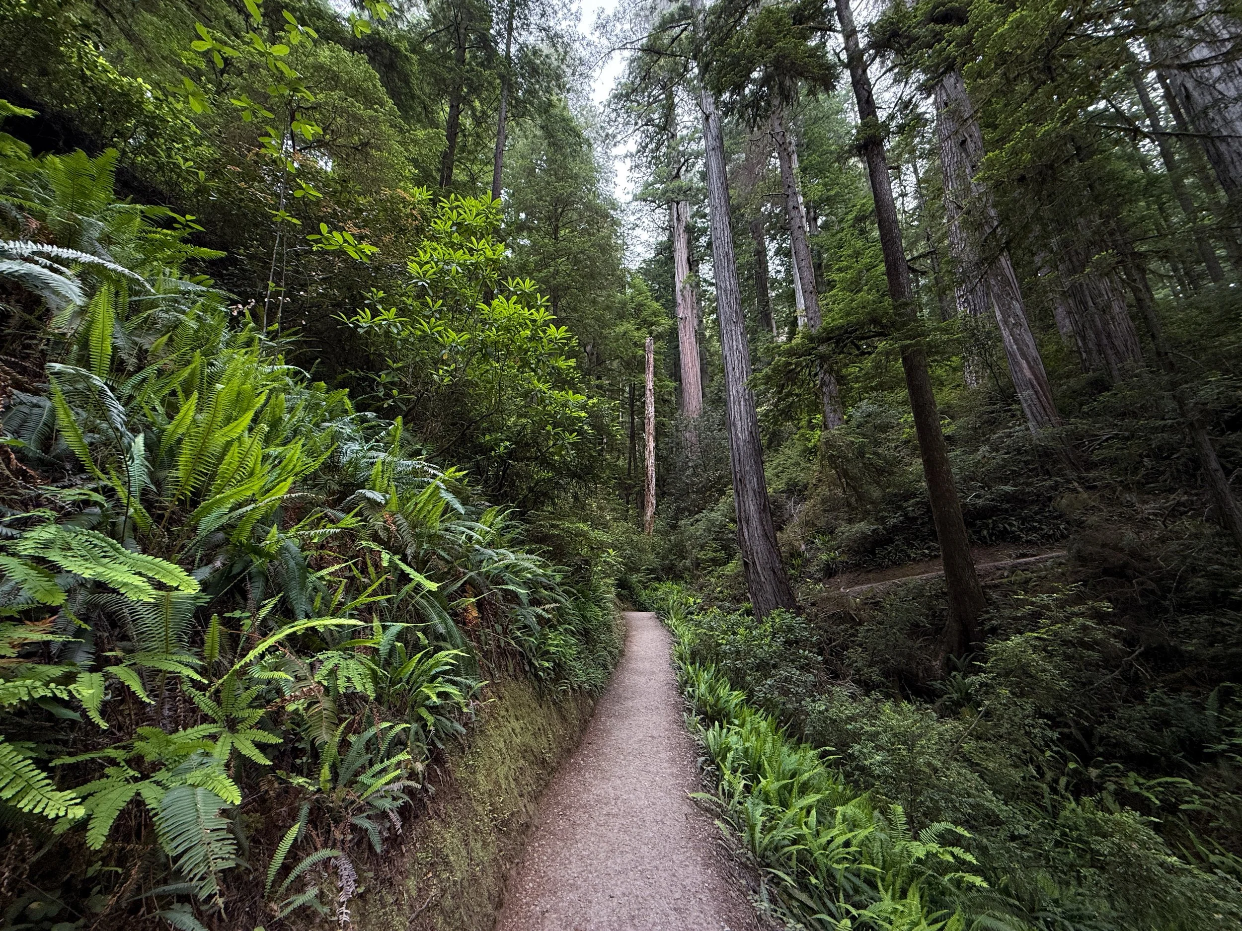 Grove of the Titans Trail Jedediah Smith Redwoods State Park California