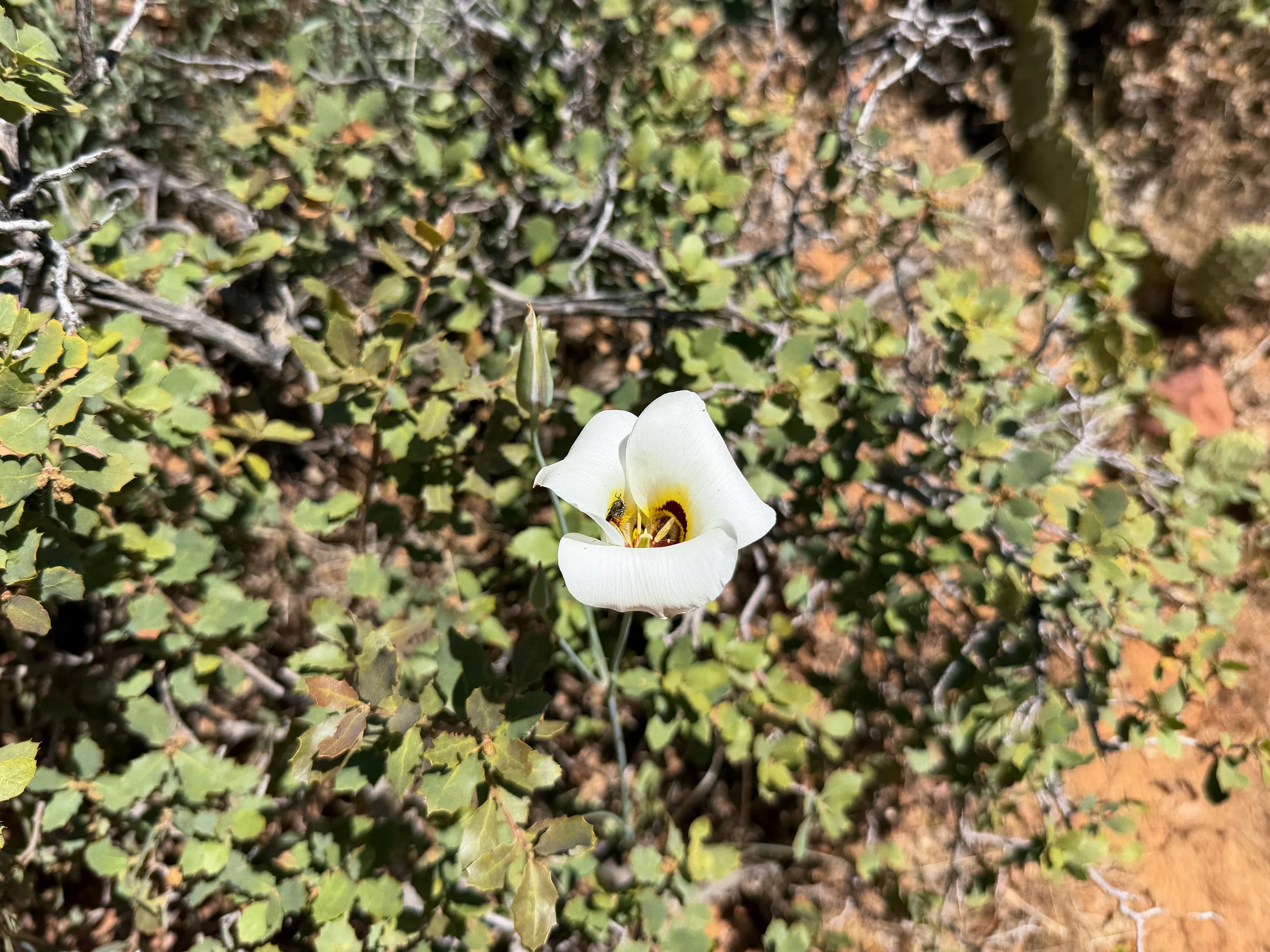 Sego Lily Calochortus nuttallii