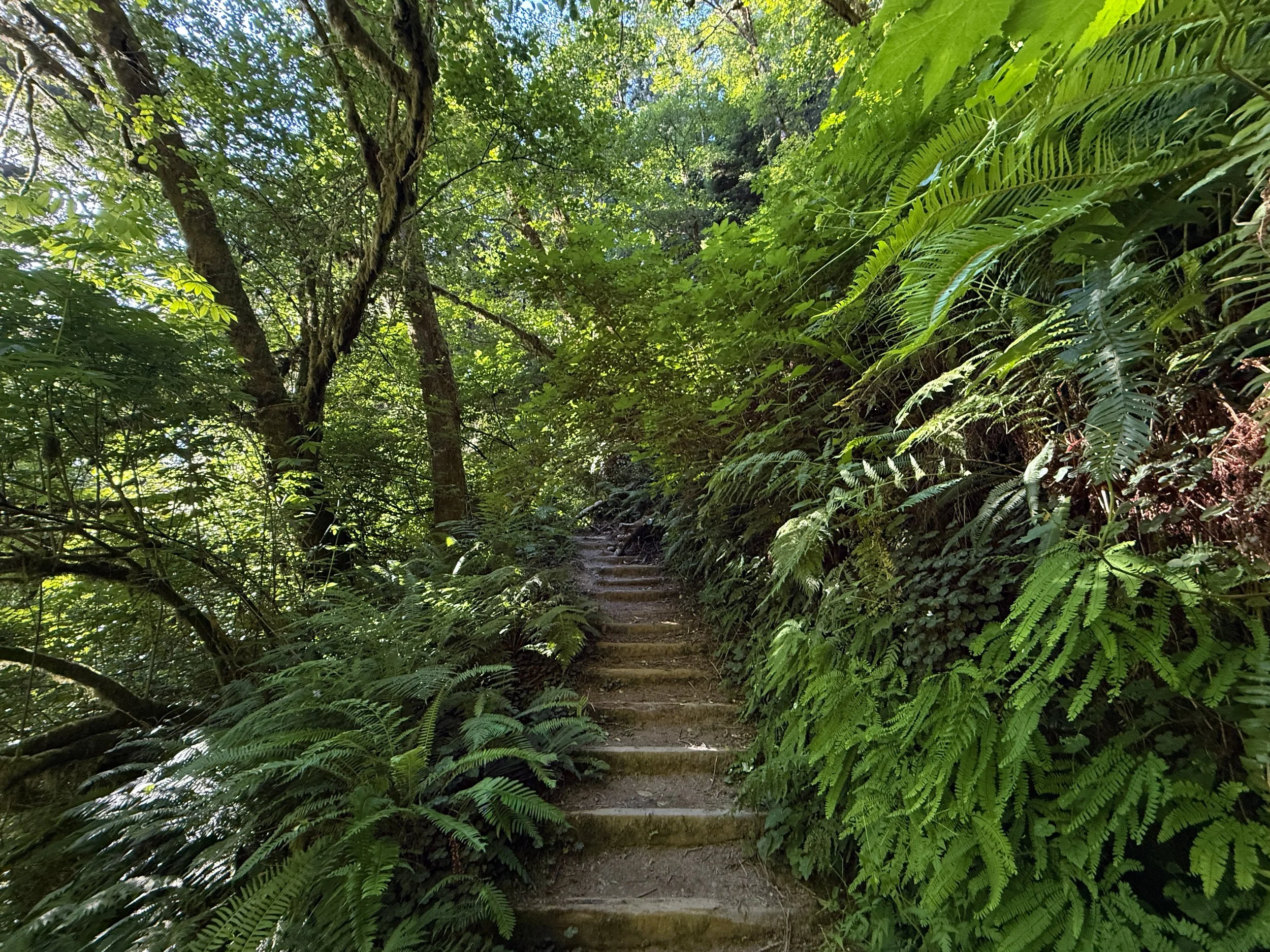 Fern Canyon Loop Hike Prairie Creek Redwoods State Park California