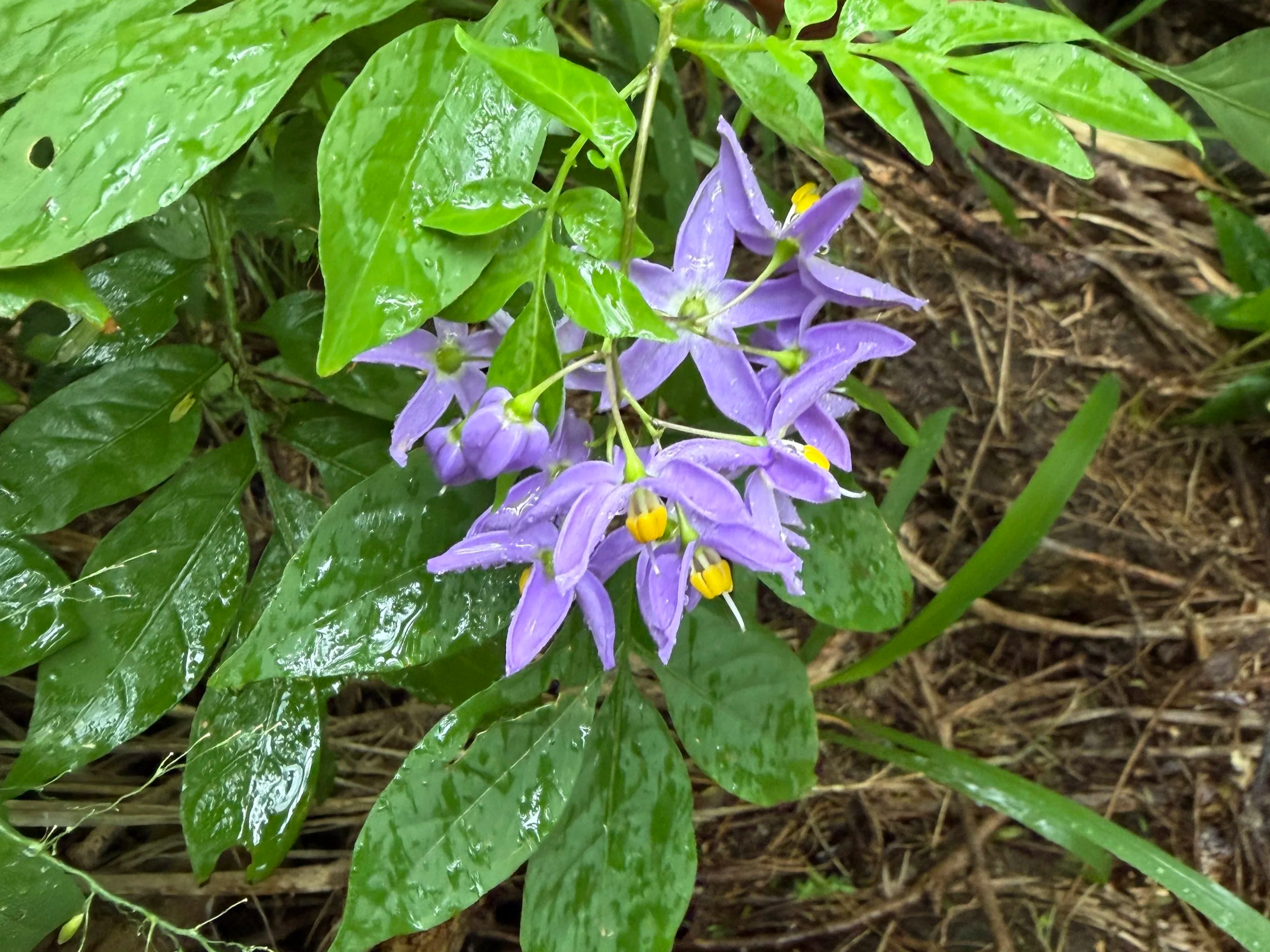 Brazilian Nightshade Solanum seaforthianum