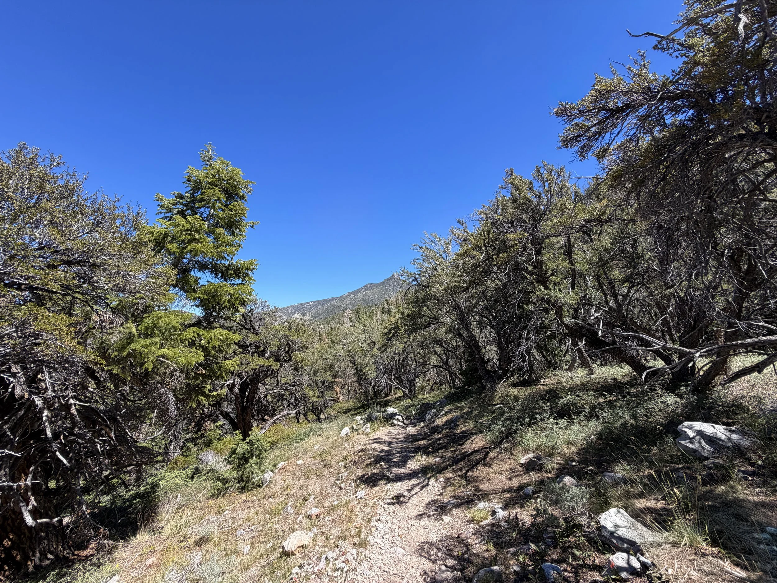 Baker Creek Loop Trail Great Basin National Park Nevada