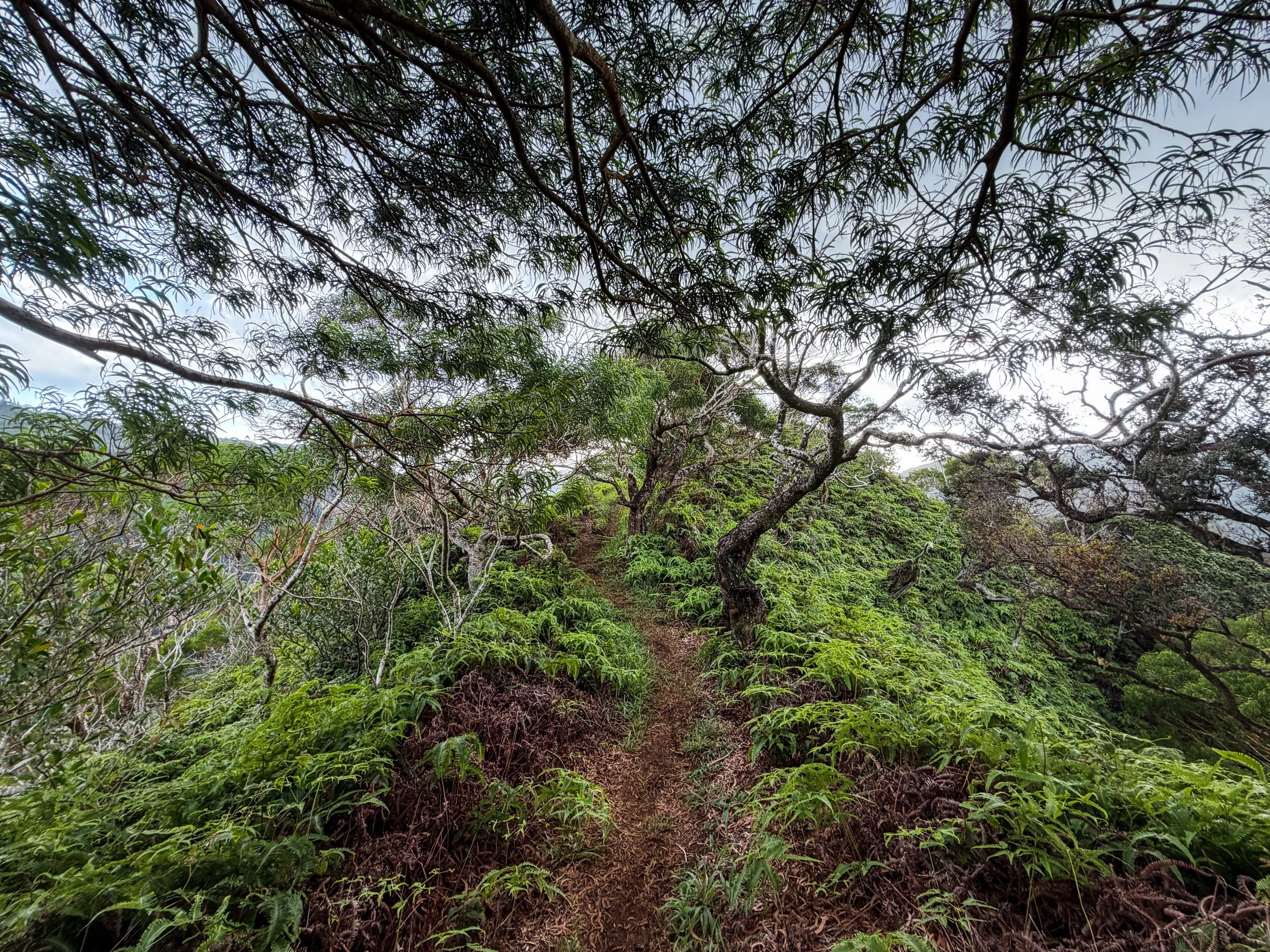 Kaau Crater Hike Oahu Hawaii