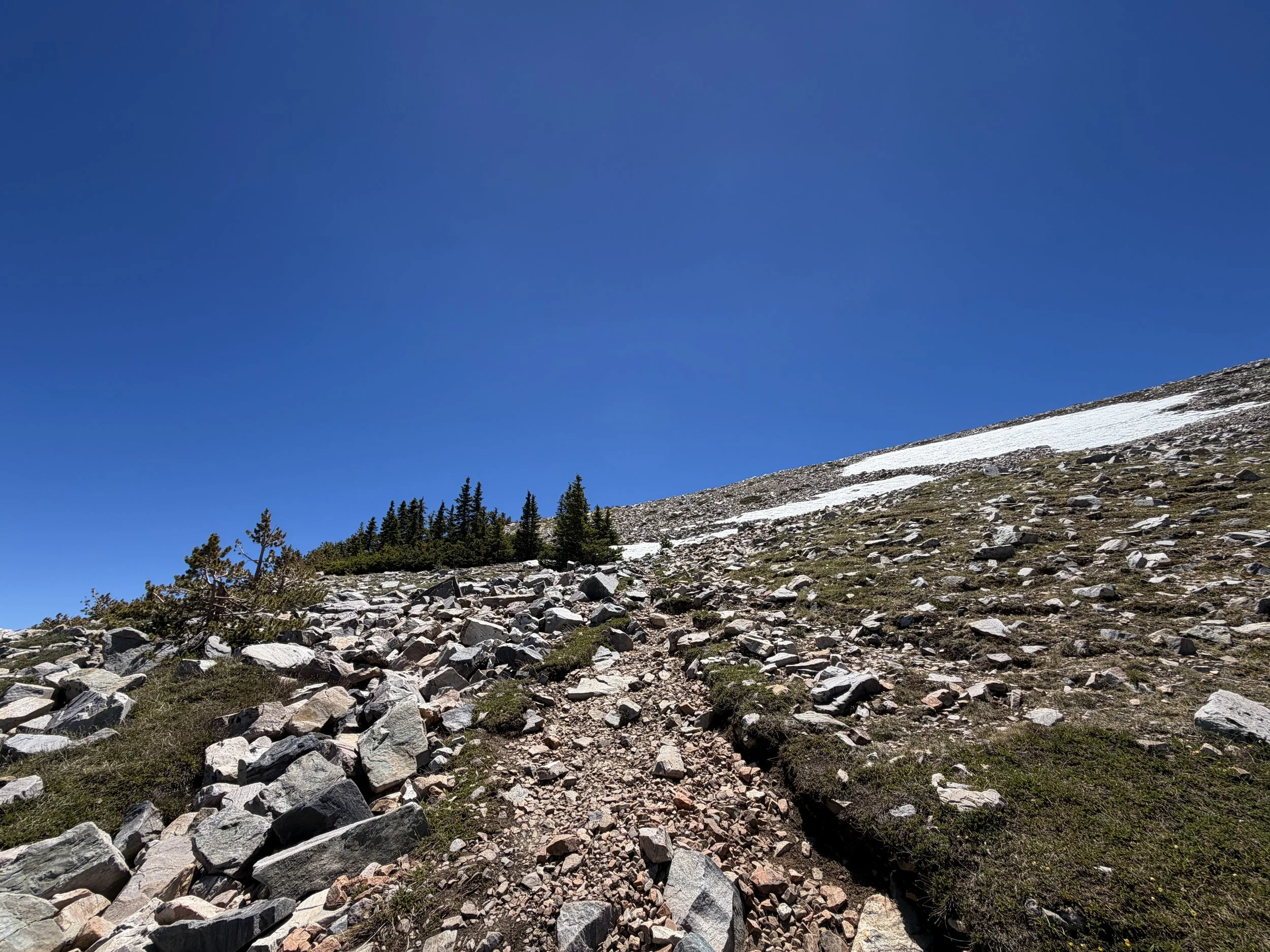 Tree Line Wheeler Peak Summit Trail Great Basin National Park Nevada
