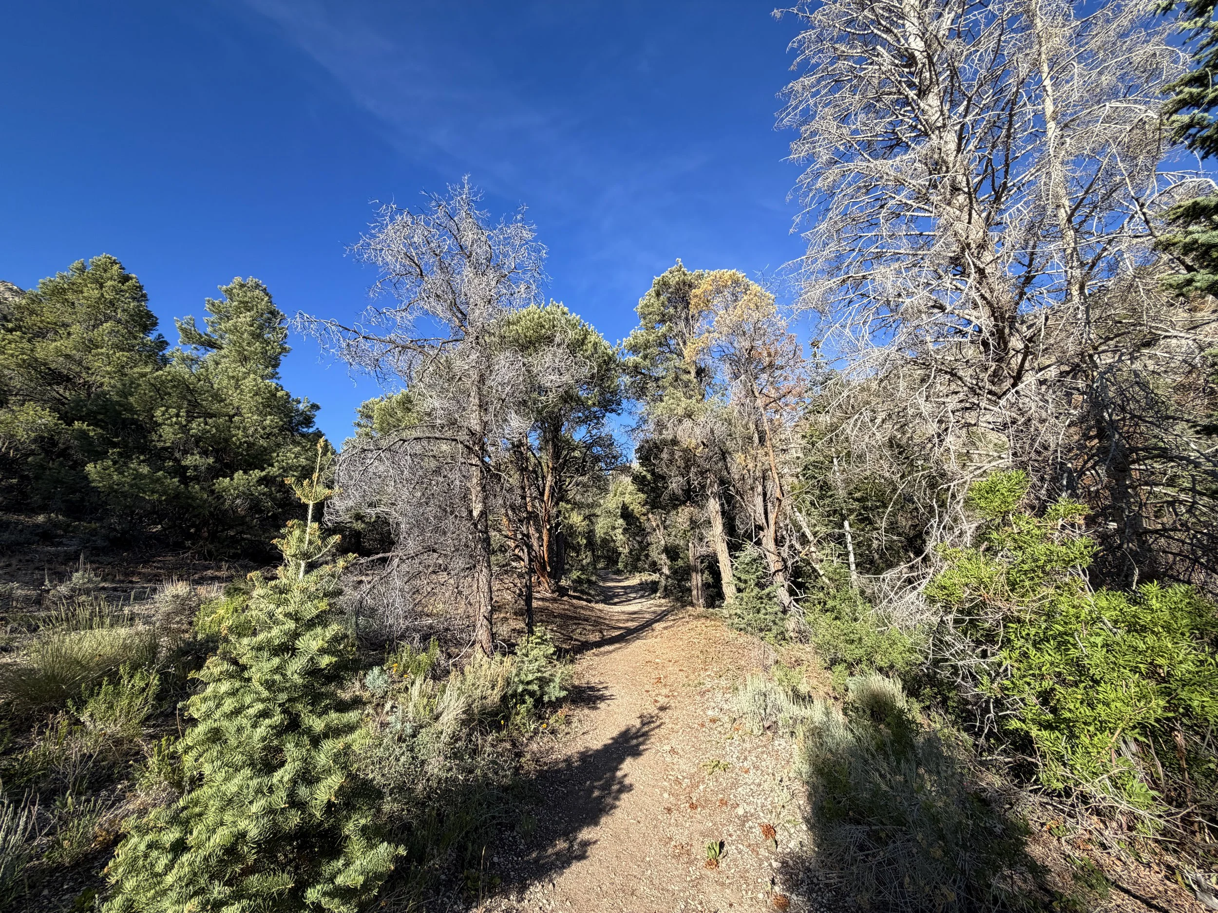 Pole Canyon Trail Great Basin National Park Nevada