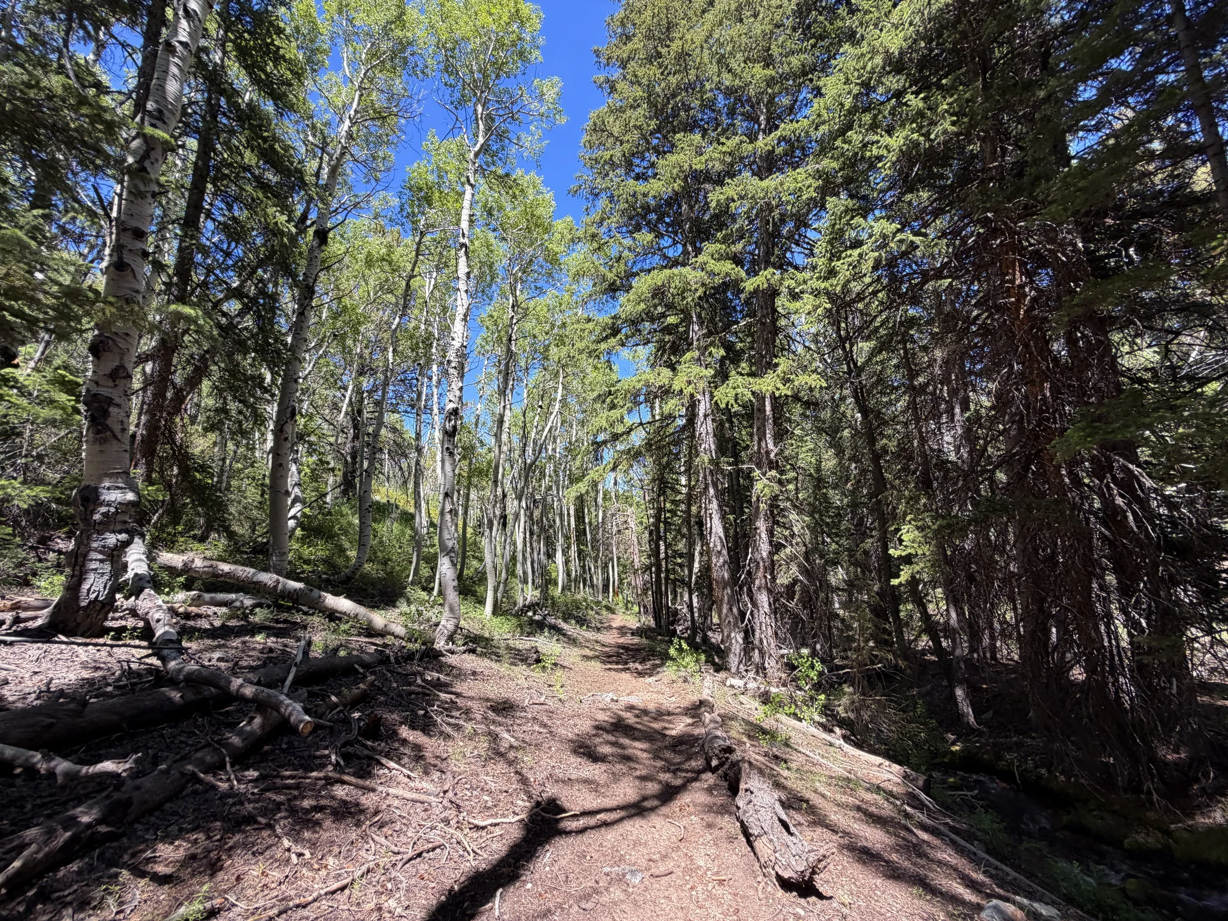 Timber Creek Loop Trail Great Basin National Park Nevada