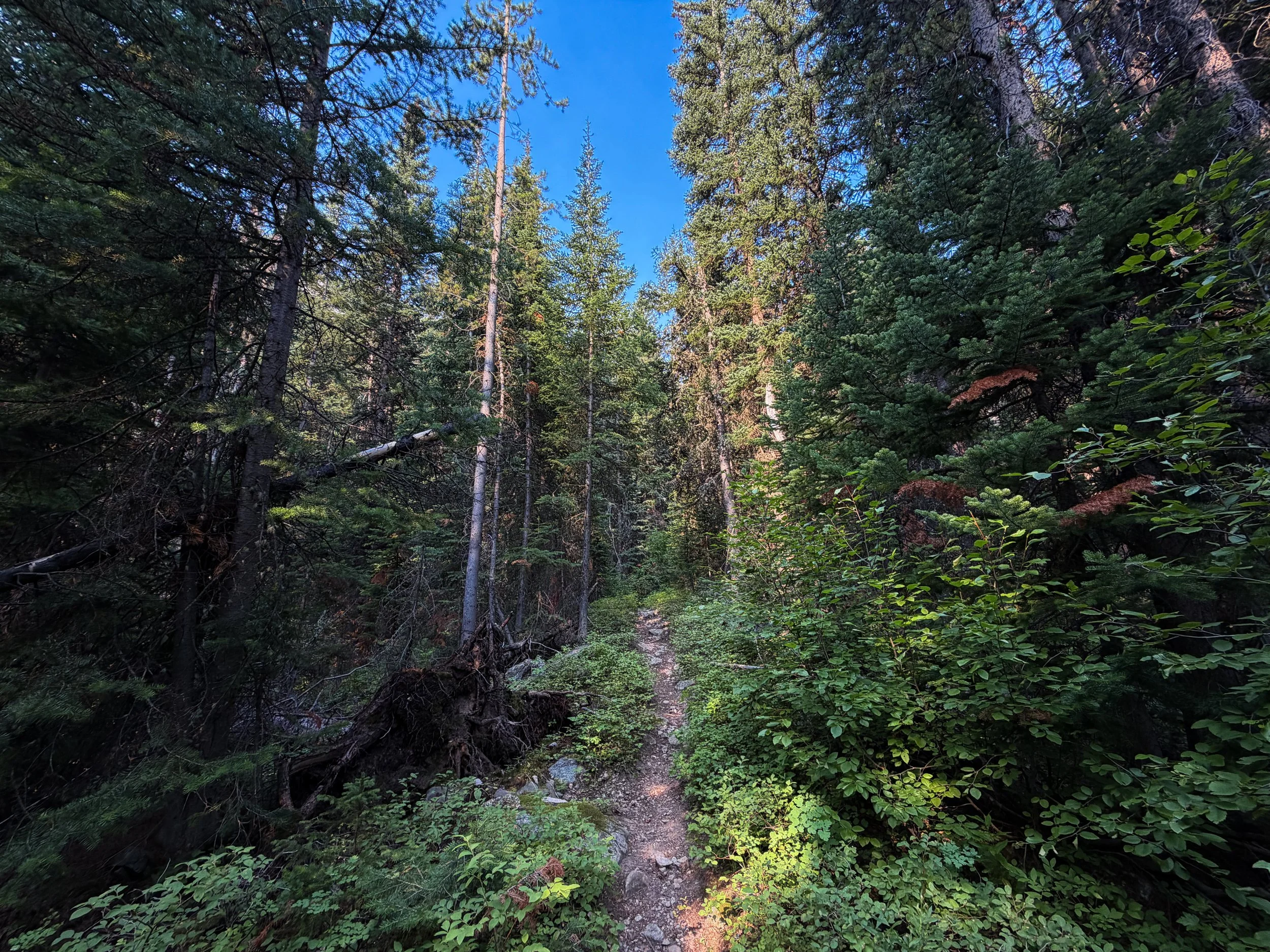Beaten Path Trail Beartooth Mountains Montana