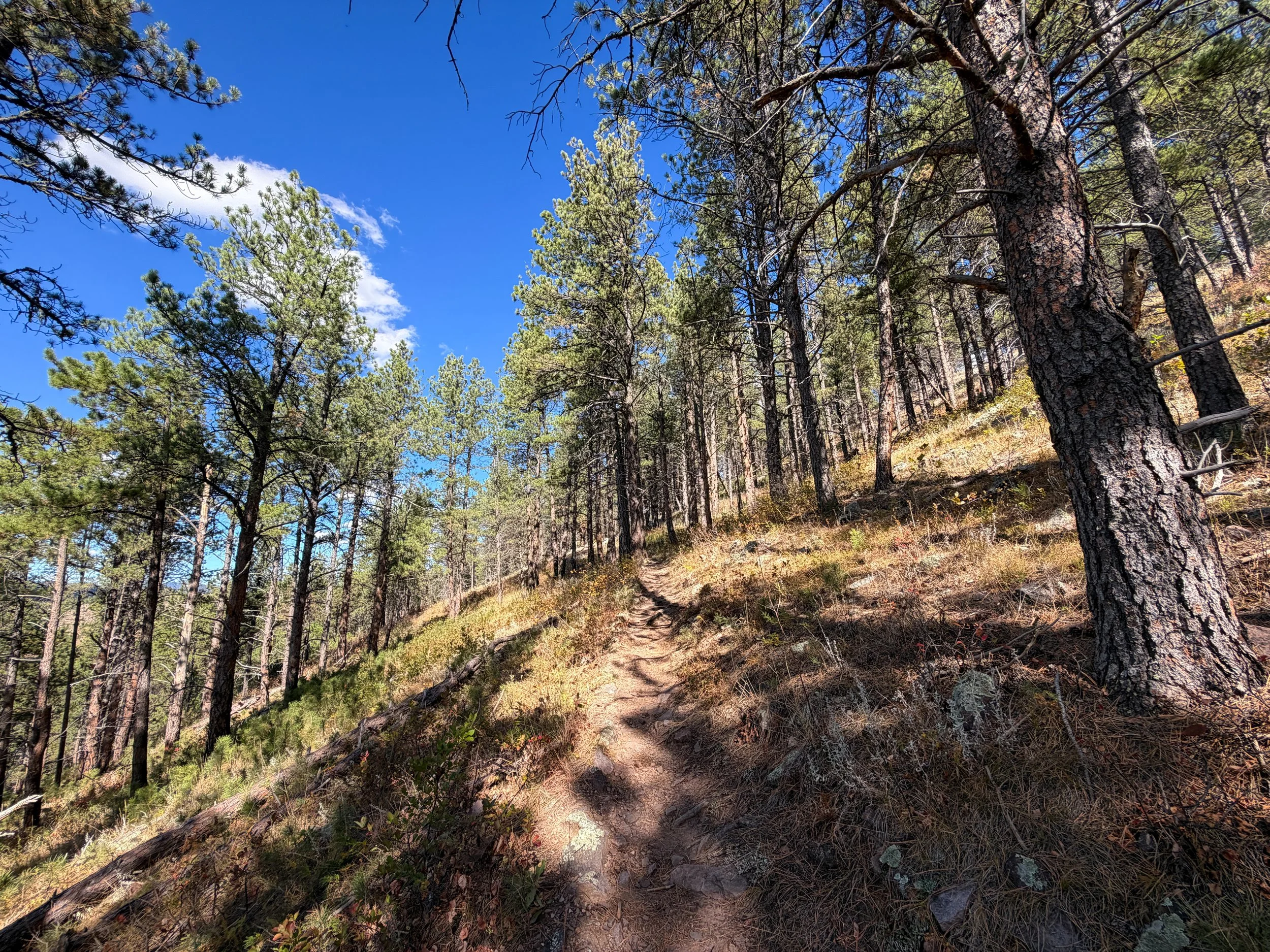 Rankin Ridge Nature Trail Wind Cave National Park South Dakota