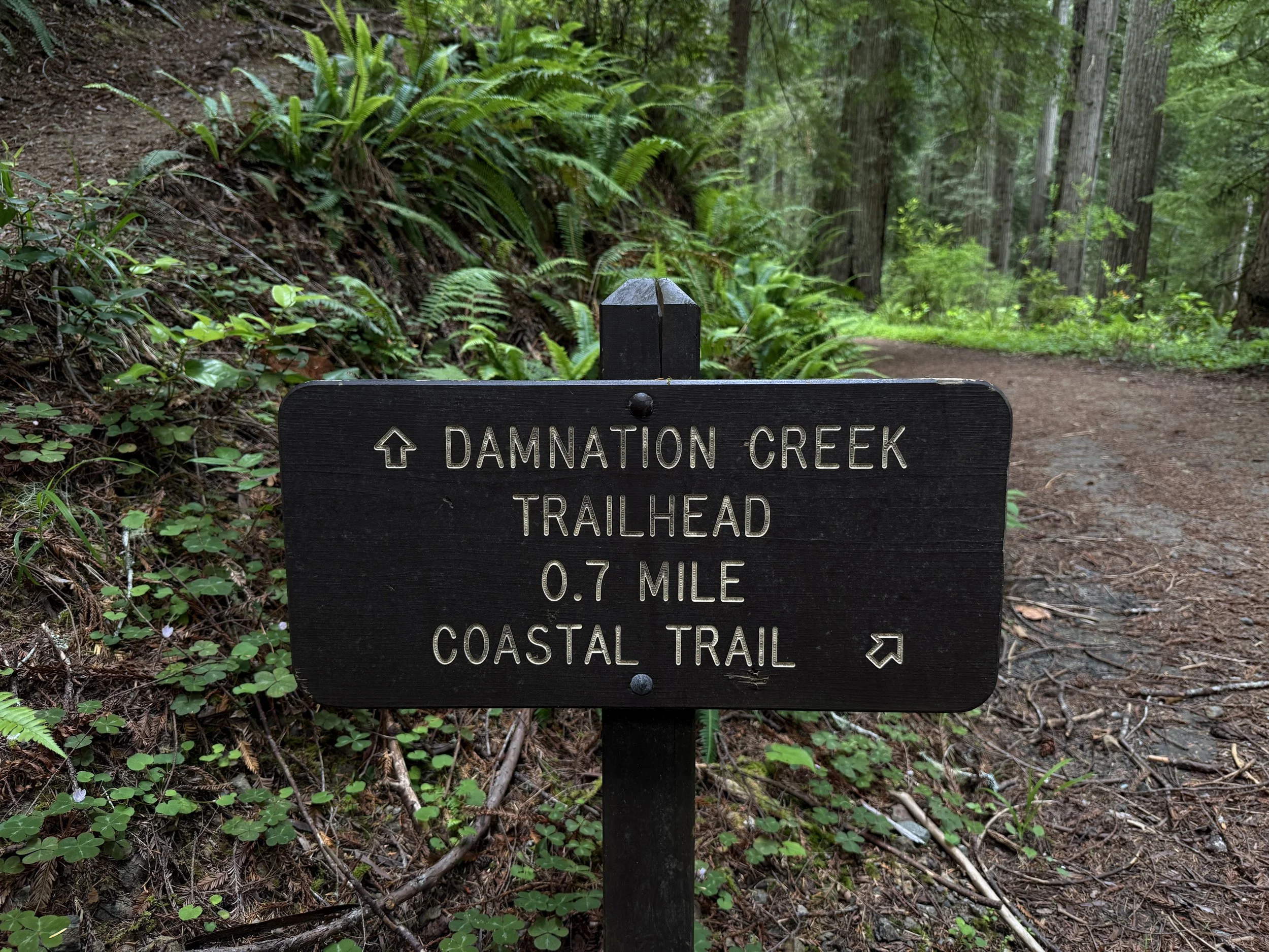 Damnation Creek Trail Del Norte Coast Redwoods State Park California