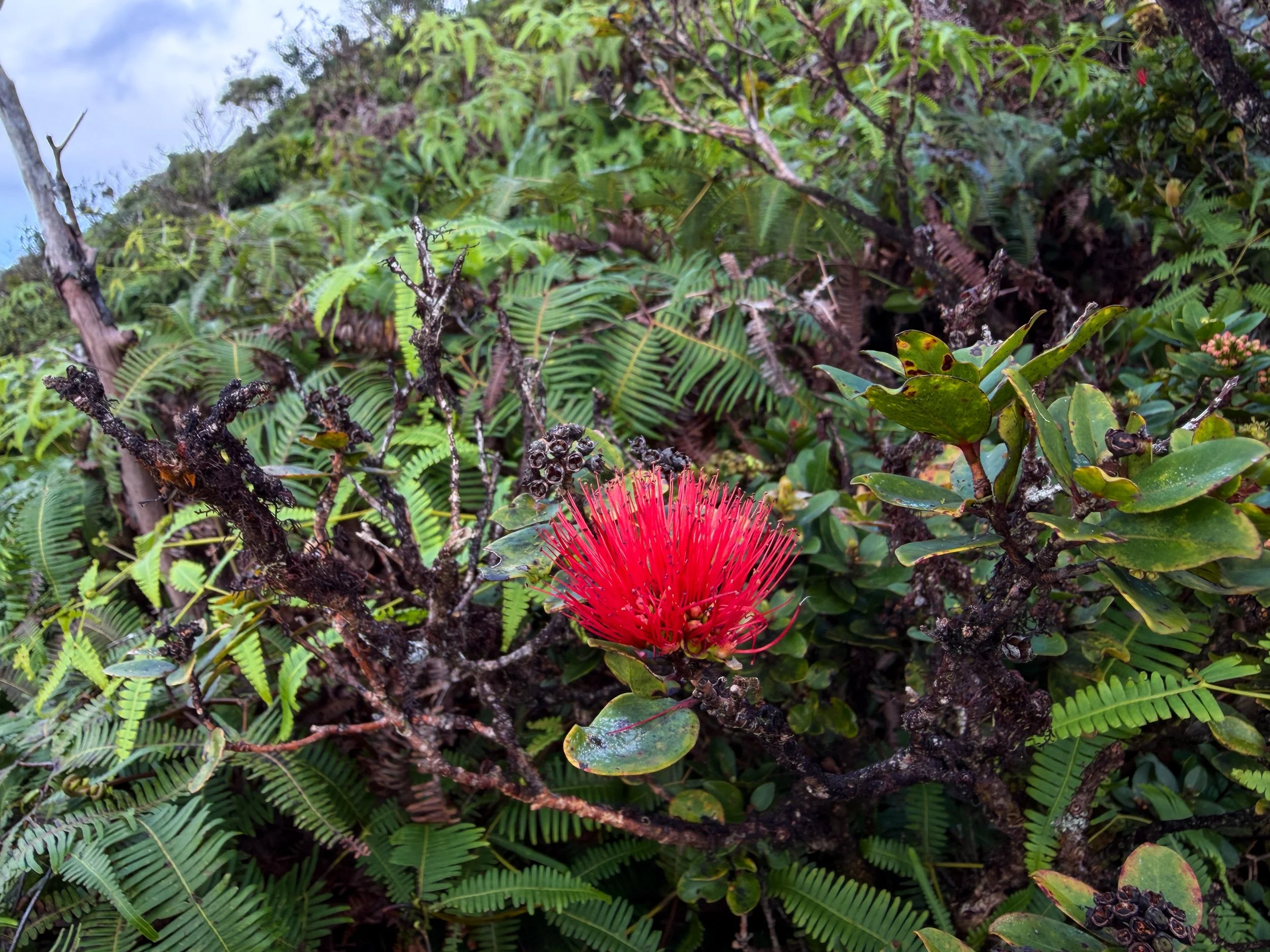 Ohia lehua Metrosideros polymorpha