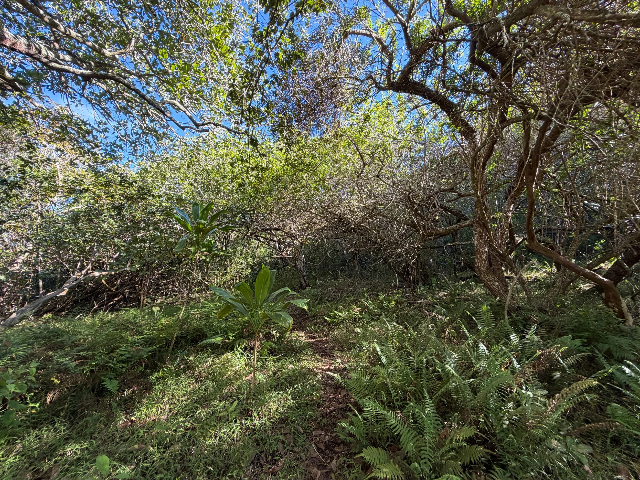 Mokuleia Trail Oahu Hawaii
