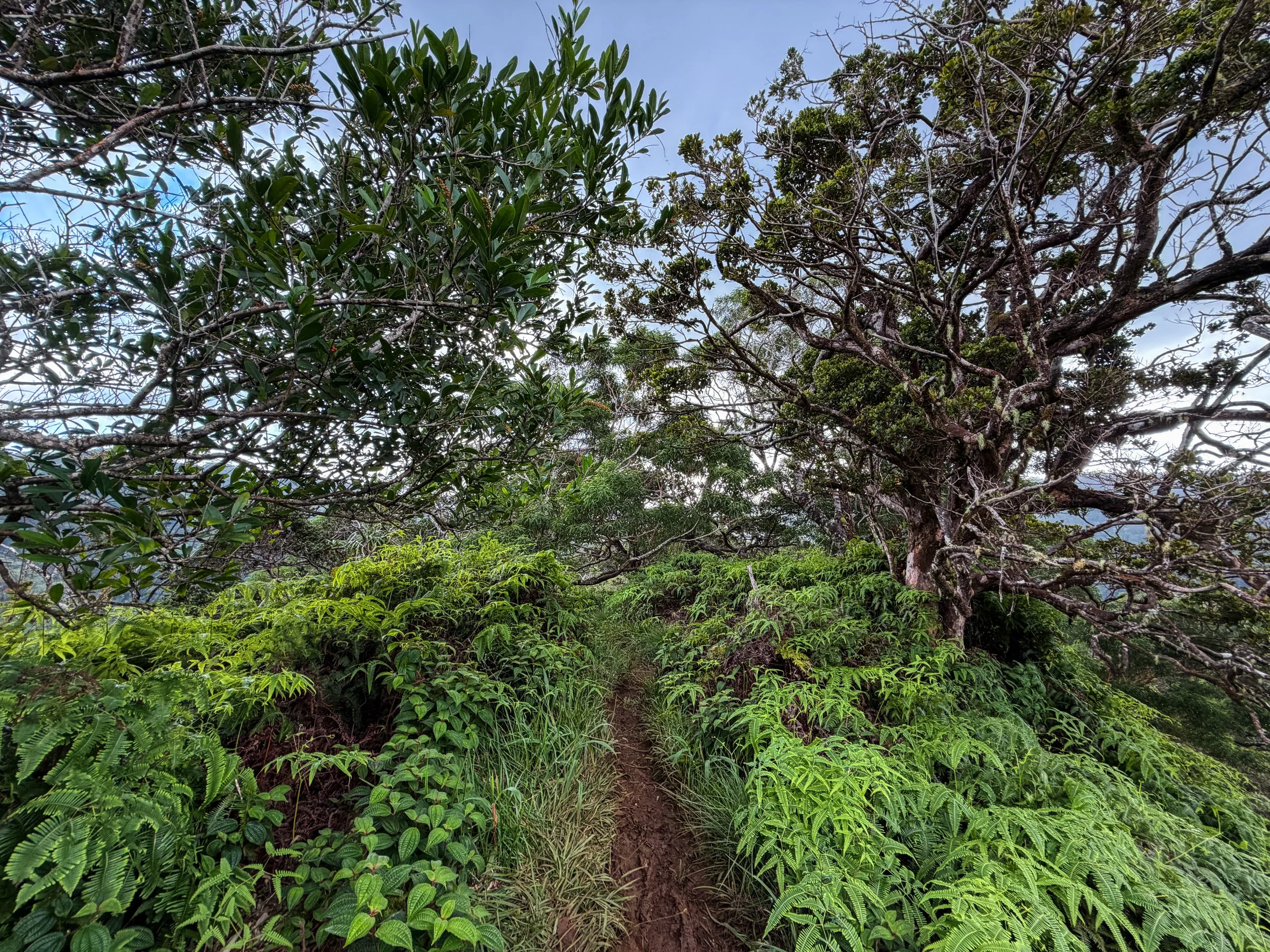 Kaau Crater Ridge Hike Oahu Hawaii