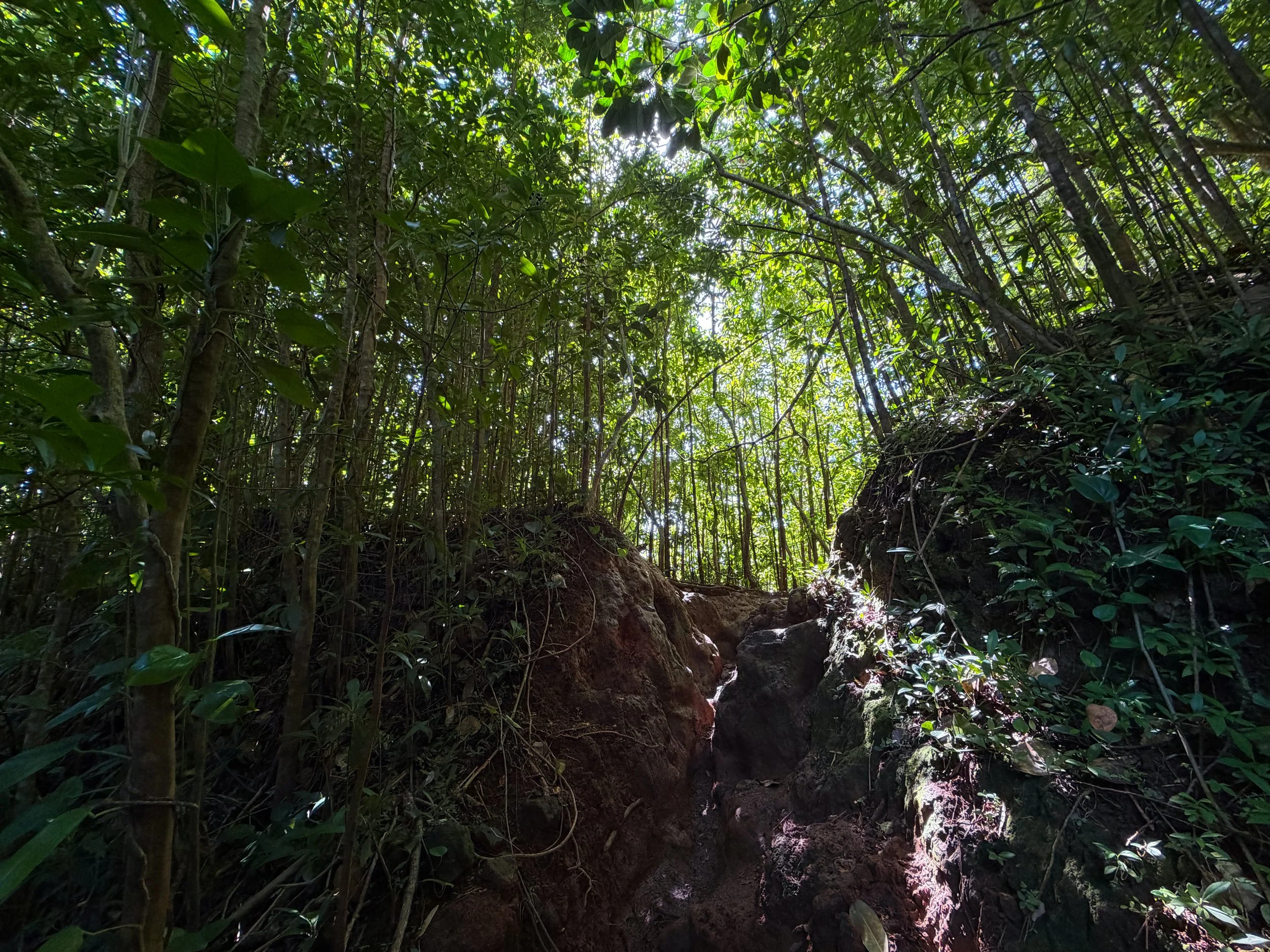 Aihualama to Pauoa Flats Trail Oahu Hawaii