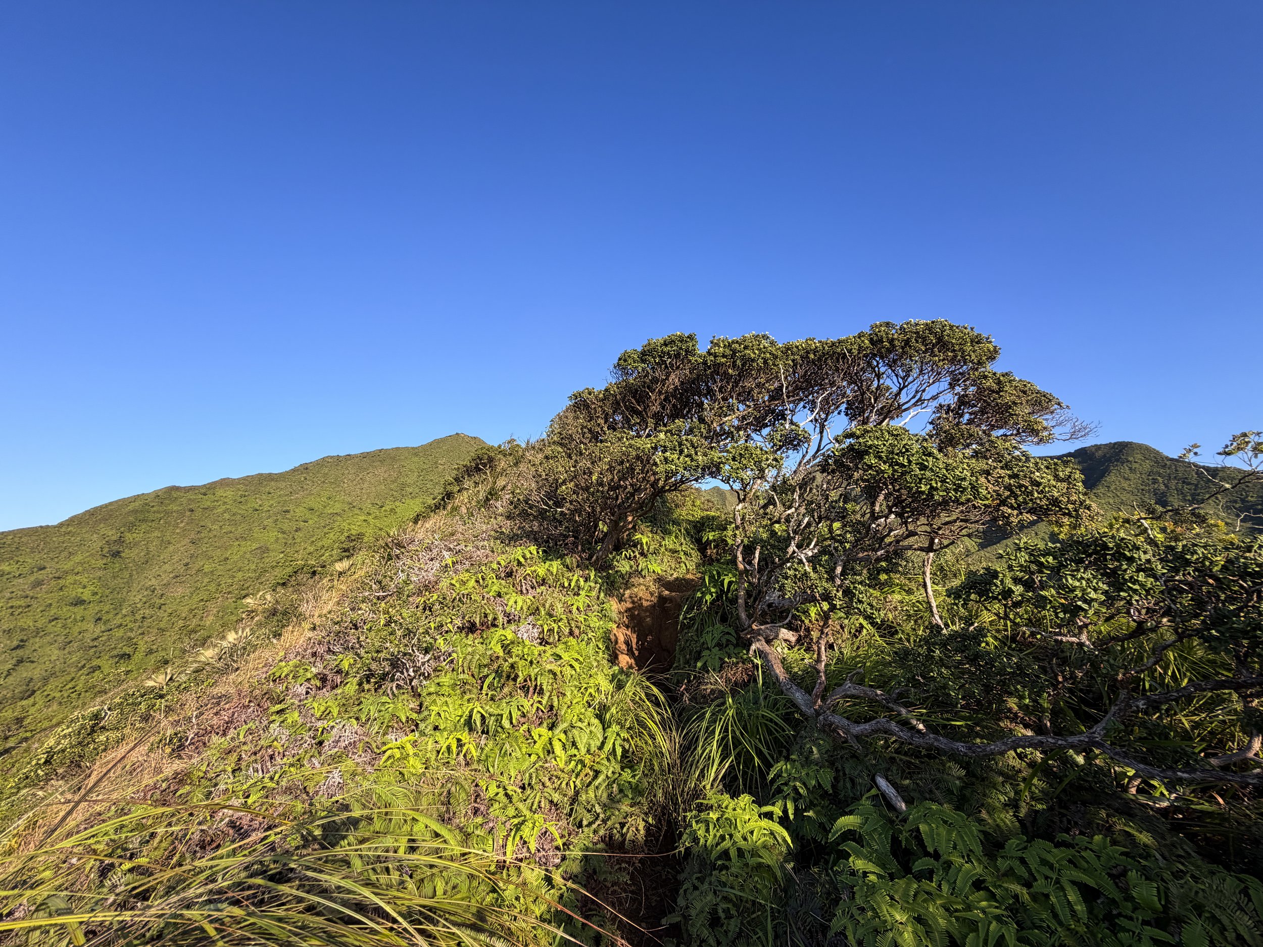 Moanalua Middle Ridge Trail to Stairway to Heaven Oahu Hawaii