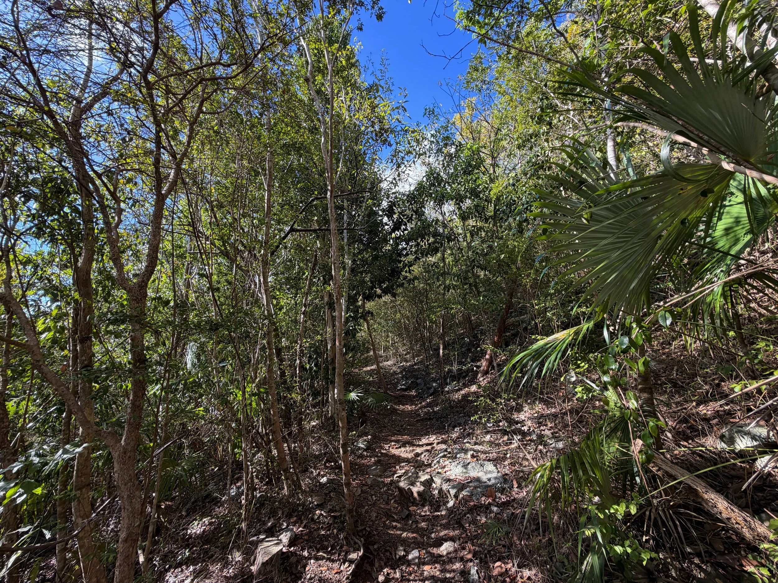 America Hill Trail via Cinnamon Bay Virgin Islands National Park