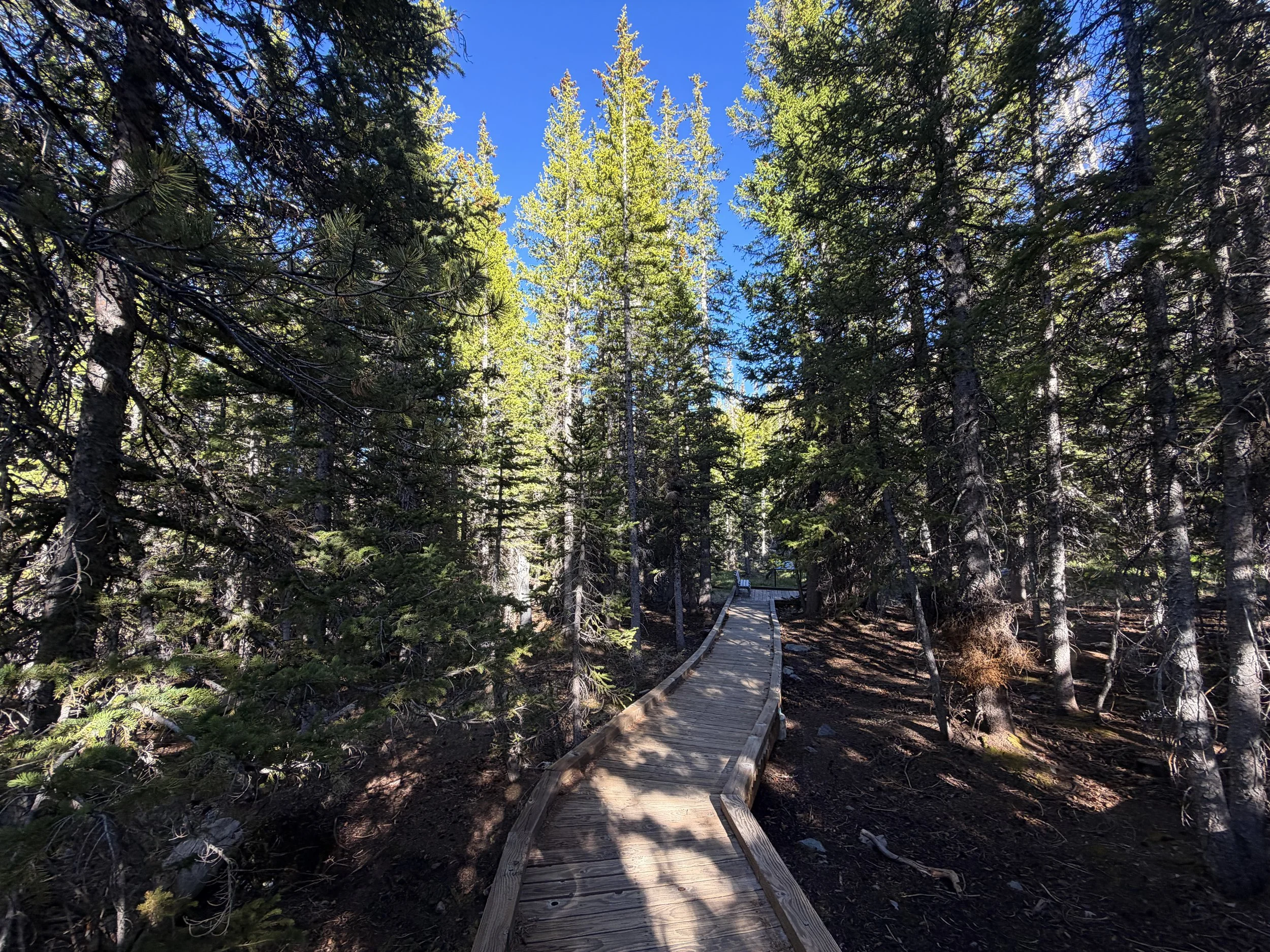 Island Forest Trail Great Basin National Park Nevada