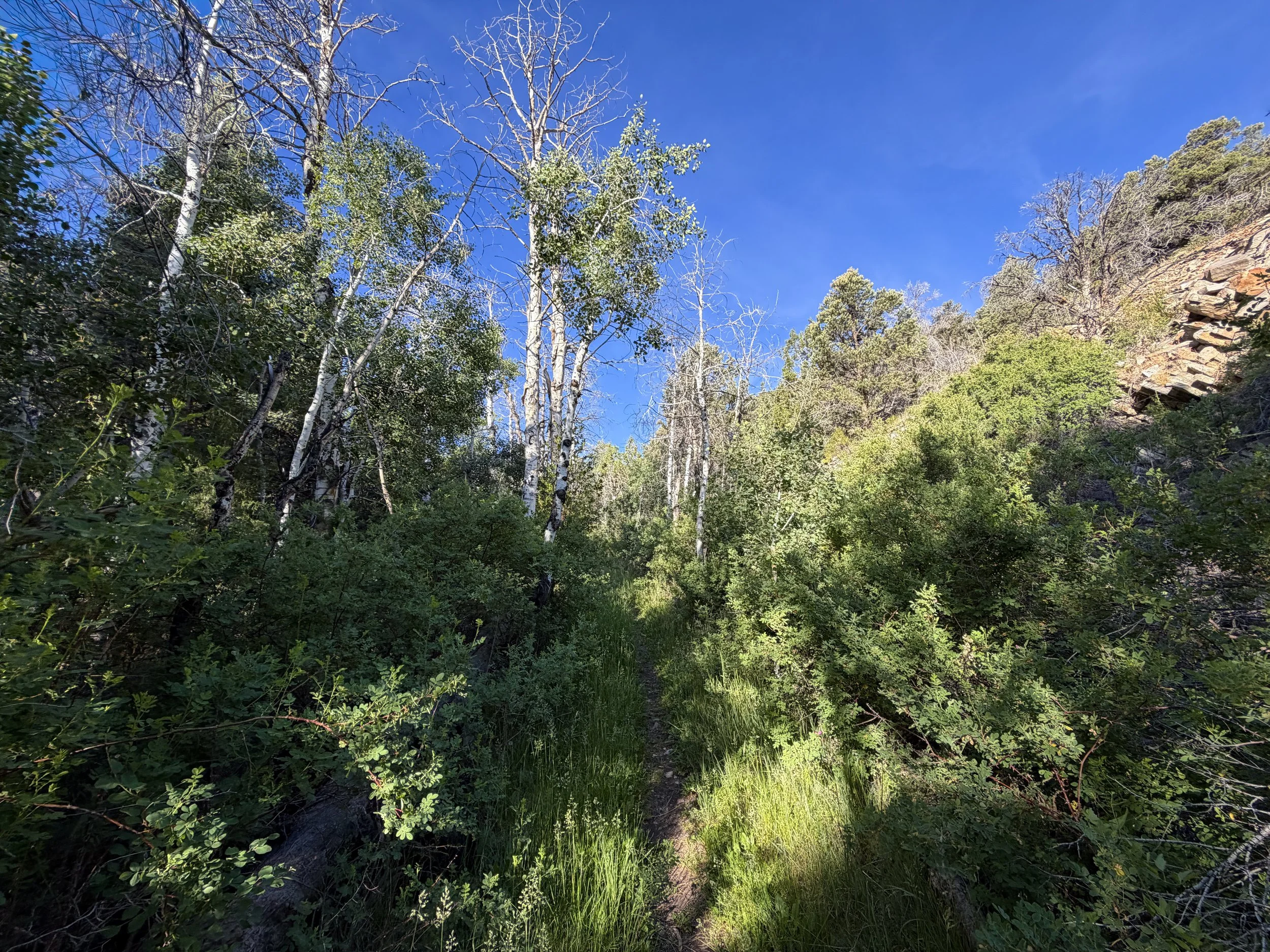 Pole Canyon Trail Great Basin National Park Nevada