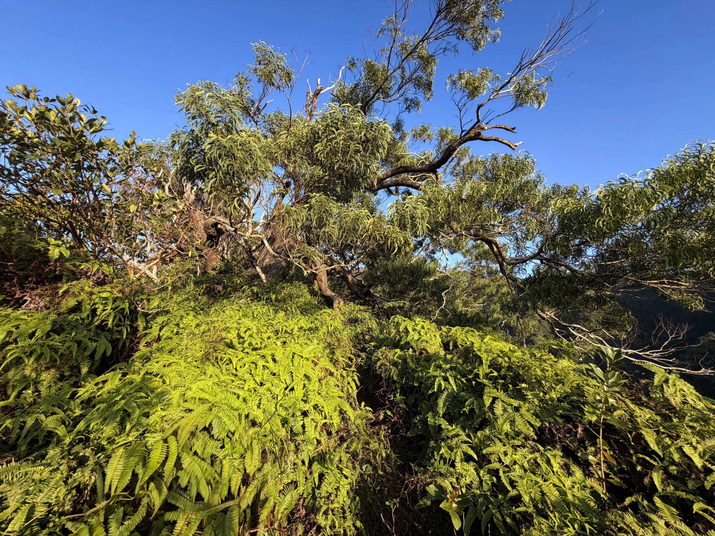 Back Way to Stairway to Heaven Moanalua Middle Ridge Trail Oahu Hawaii