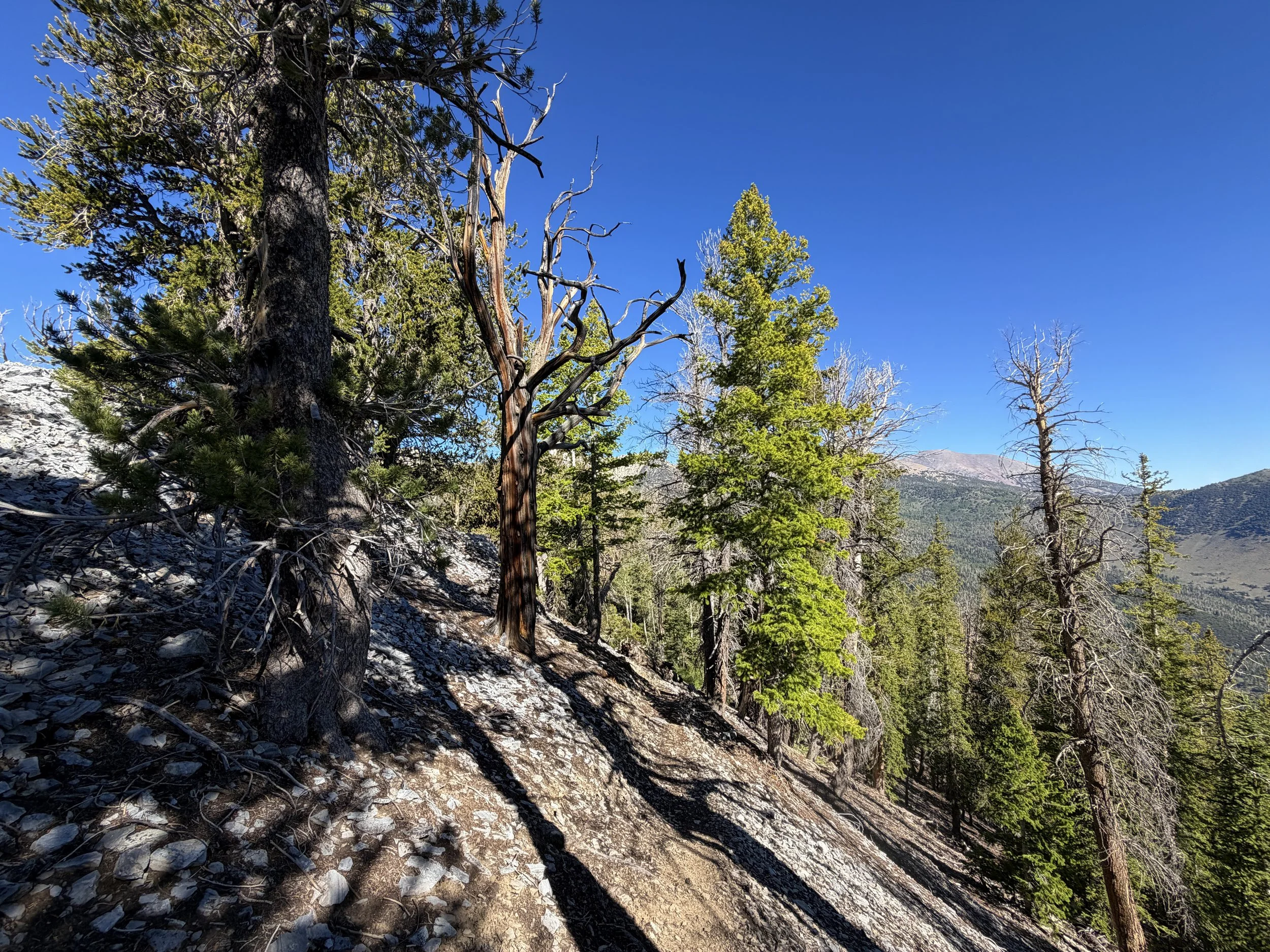 Snake Divide Trail to Magic Grove Great Basin National Park Nevada