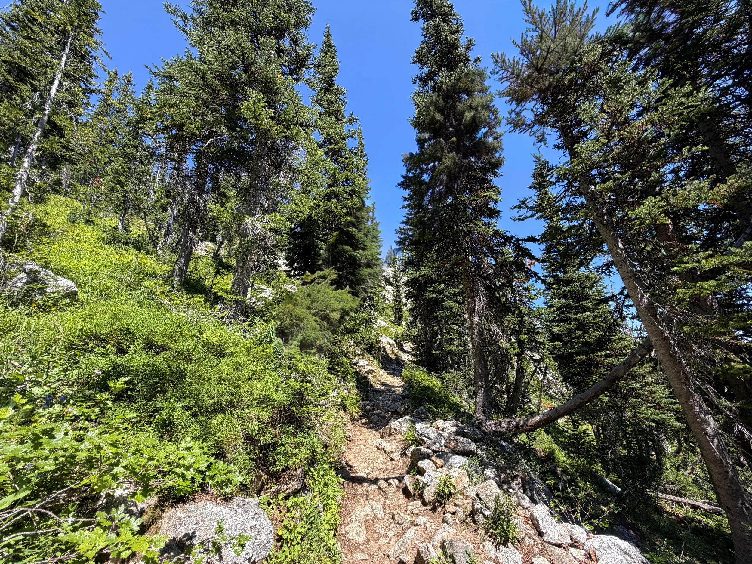 Surprise and Amphitheater Lakes Trail Grand Teton National Park Wyoming