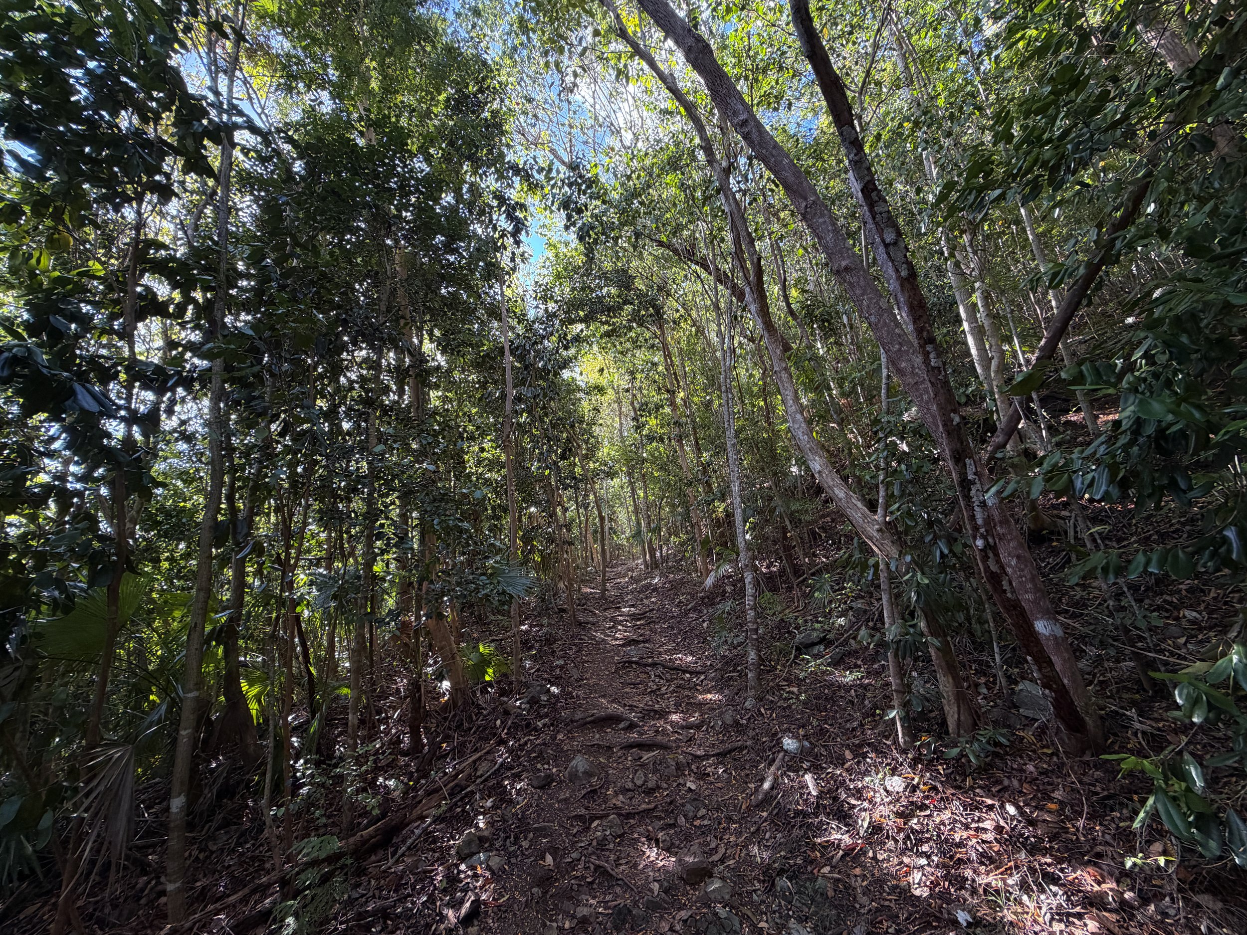 America Hill Trail via Cinnamon Bay Virgin Islands National Park