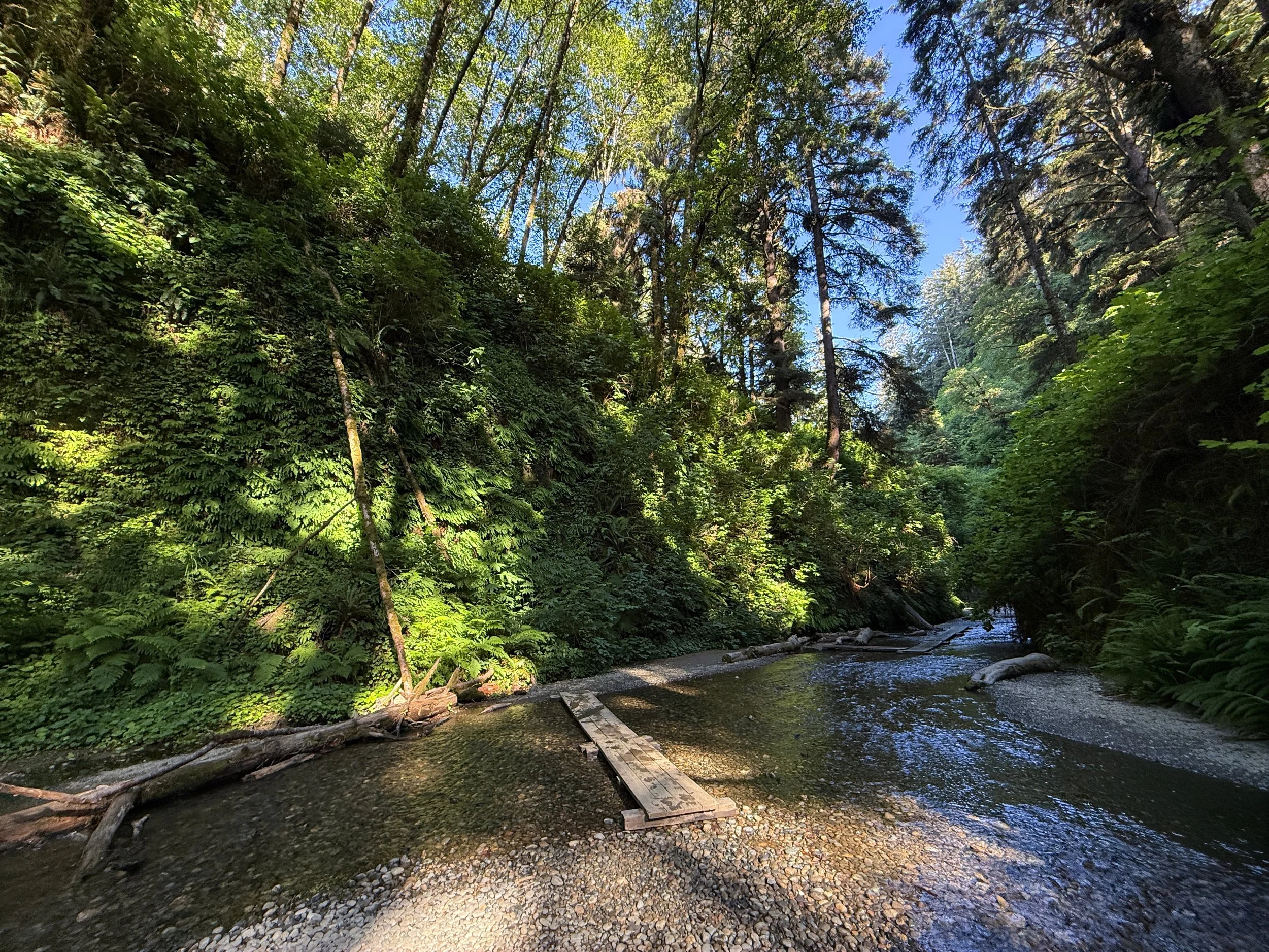 Fern Canyon Loop Trail Prairie Creek Redwoods State Park California
