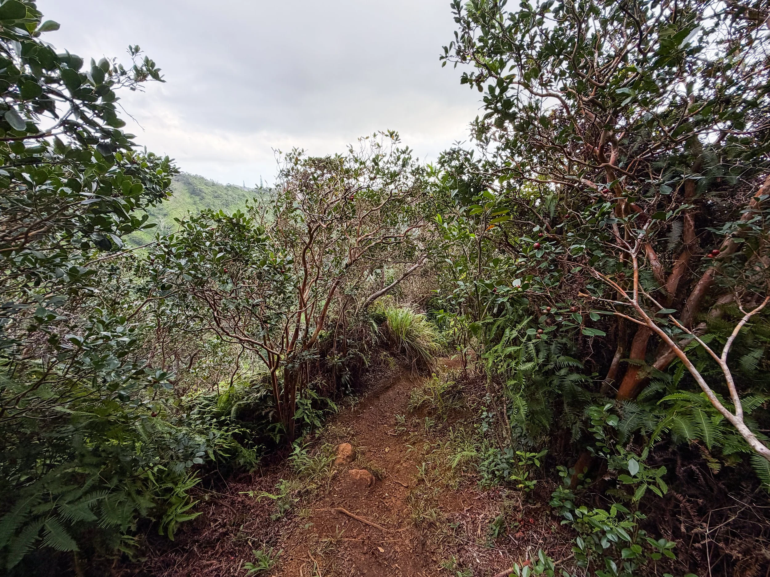 Kaau Crater Ridge Trail Oahu Hawaii