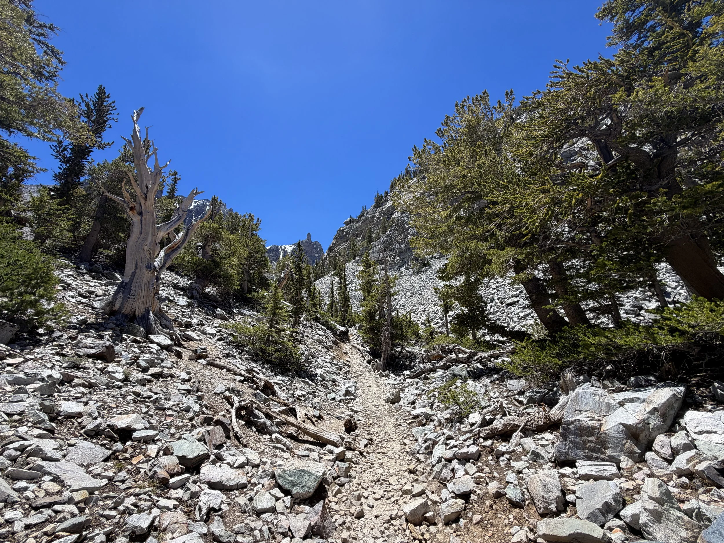 Glacier Trail Great Basin National Park Nevada