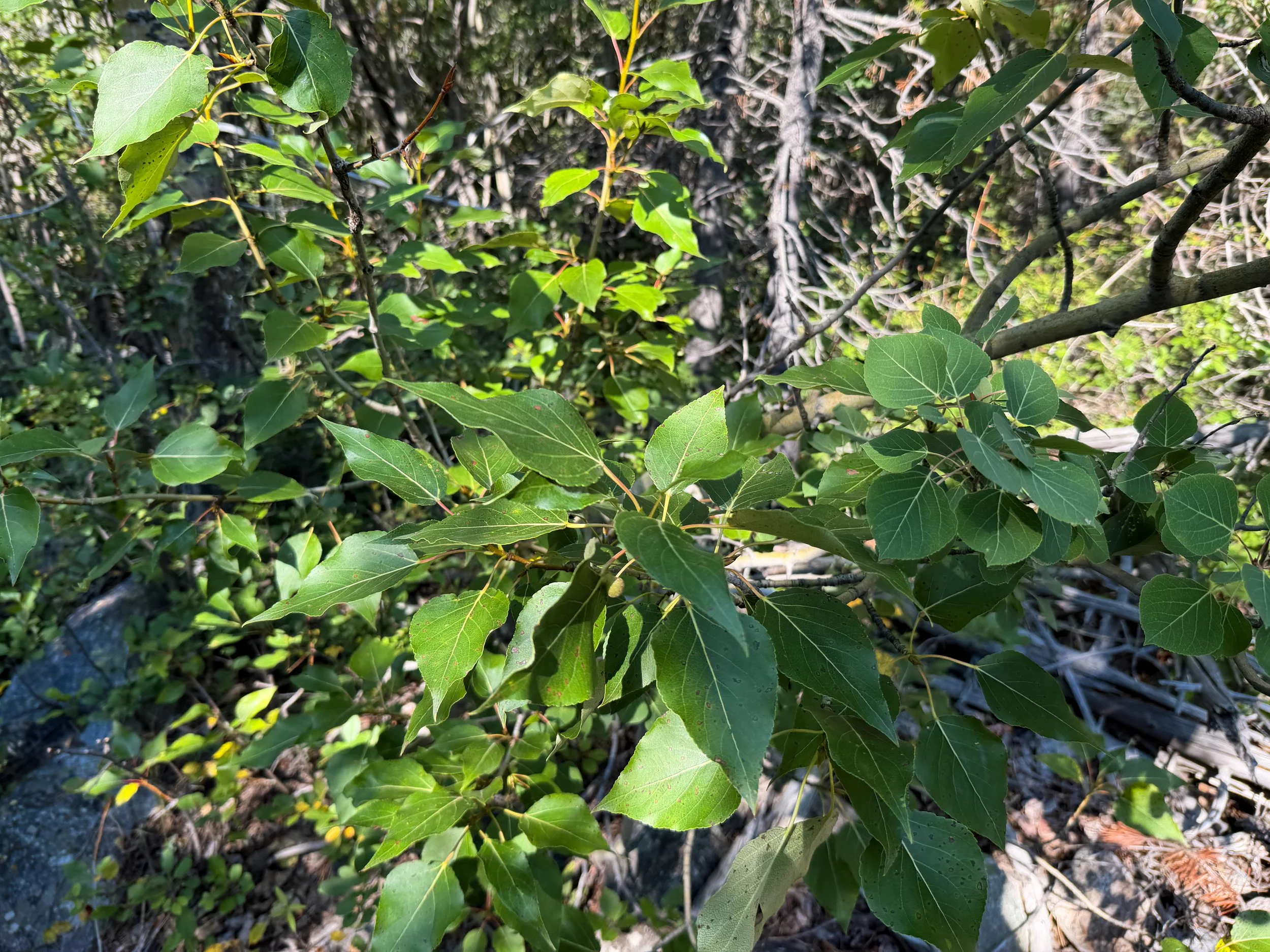Black Cottonwood Populus trichocarpa