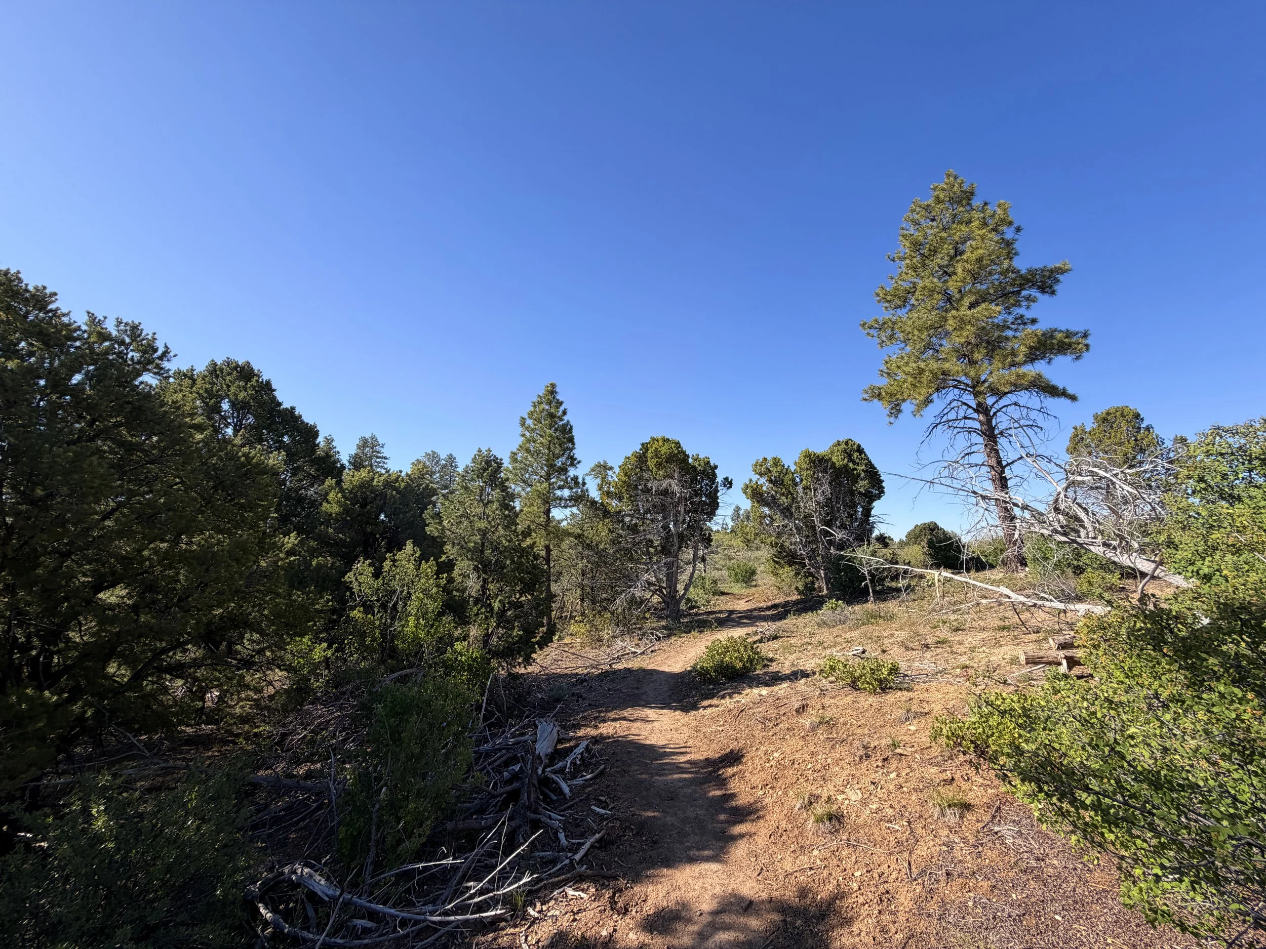 Stave Spring Trail to Deertrap Mountain Zion National Park Utah