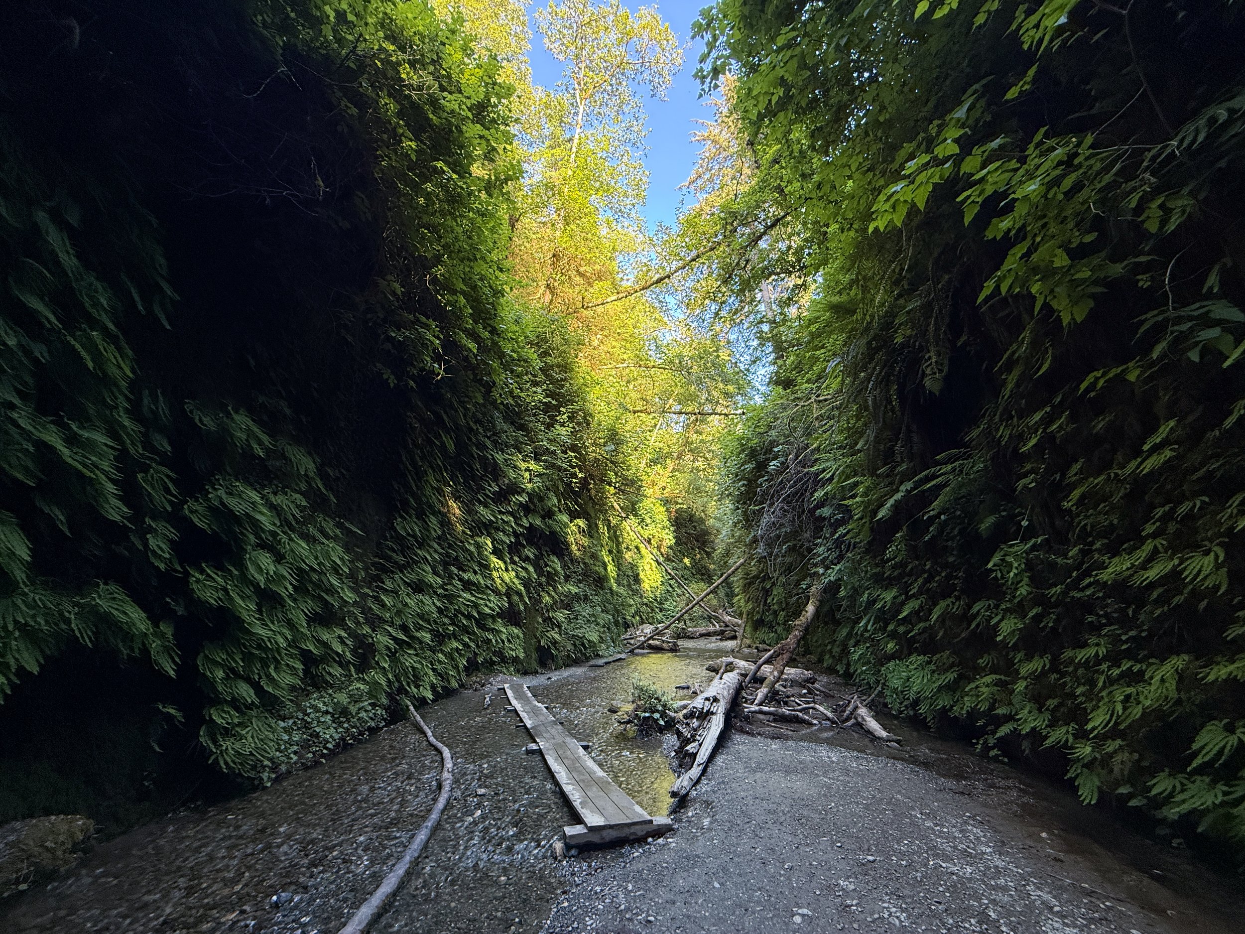 Fern Canyon Loop Trail Prairie Creek Redwoods State Park California