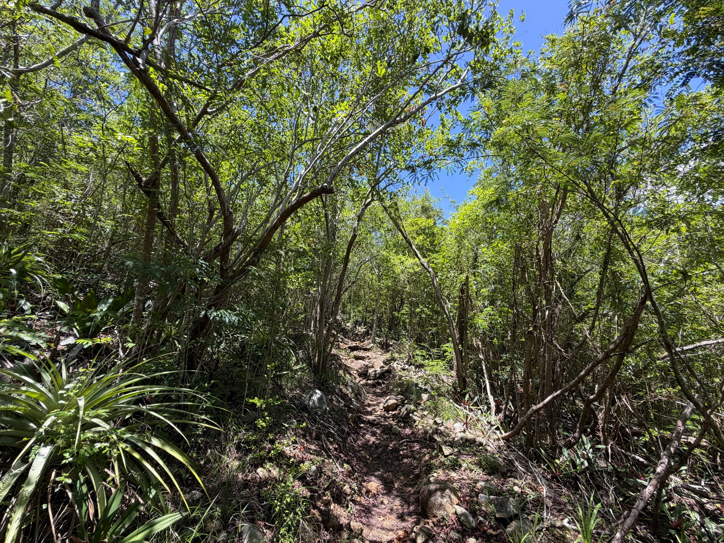 Caneel Hill Trail Virgin Islands National Park