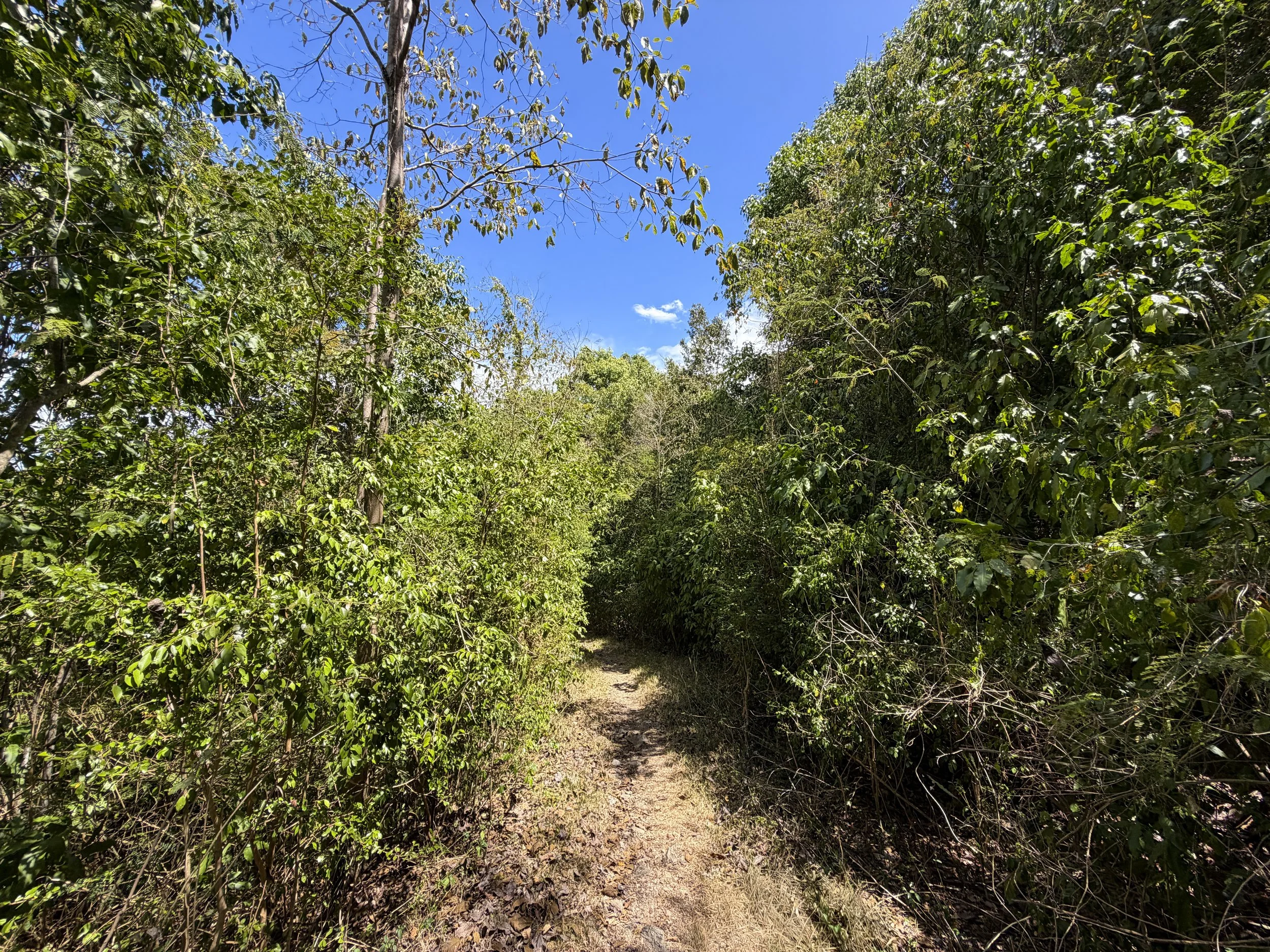 Johnny Horn Trail Virgin Islands National Park
