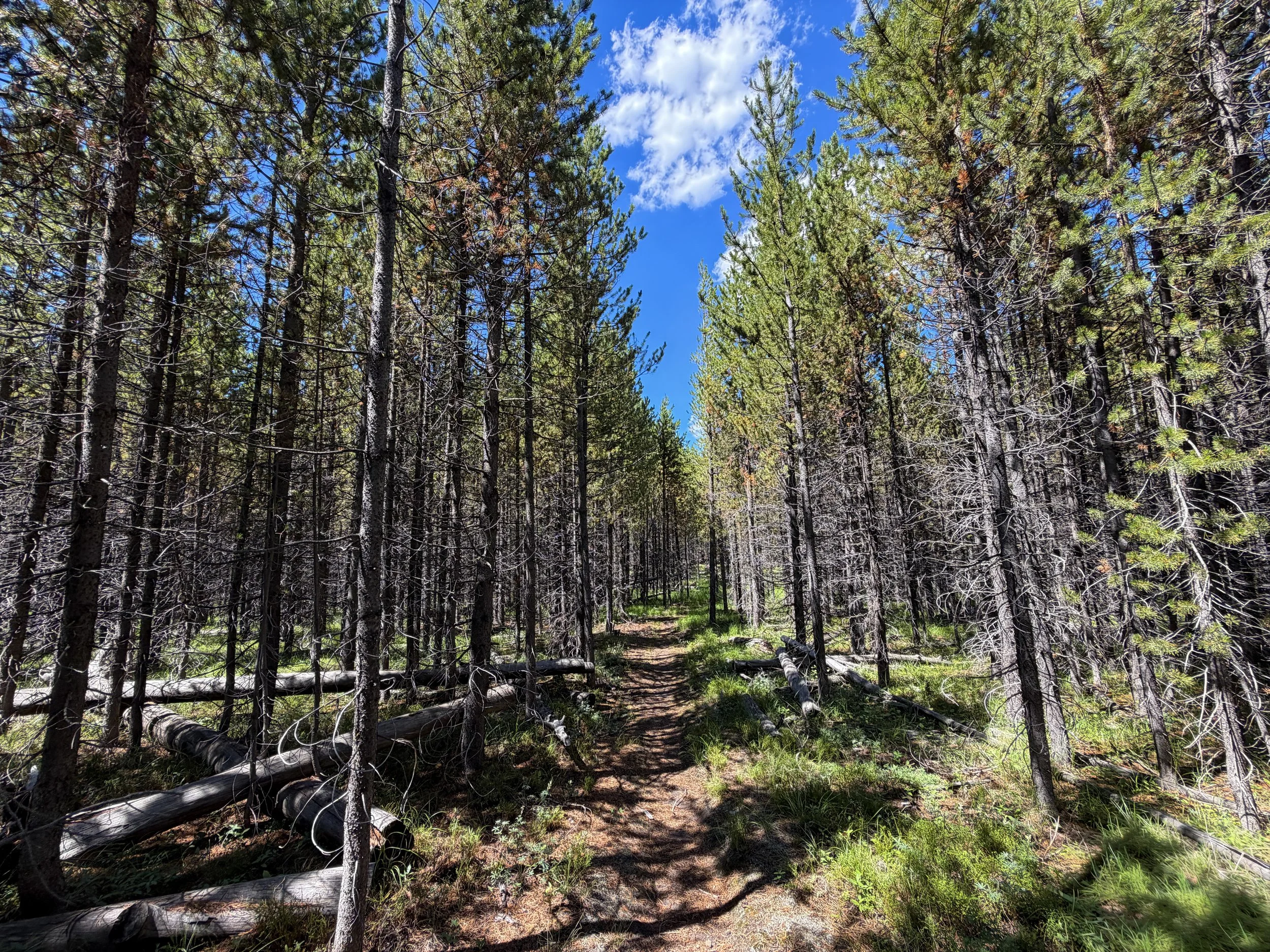 Fern Cascade Hike Yellowstone National Park Wyoming