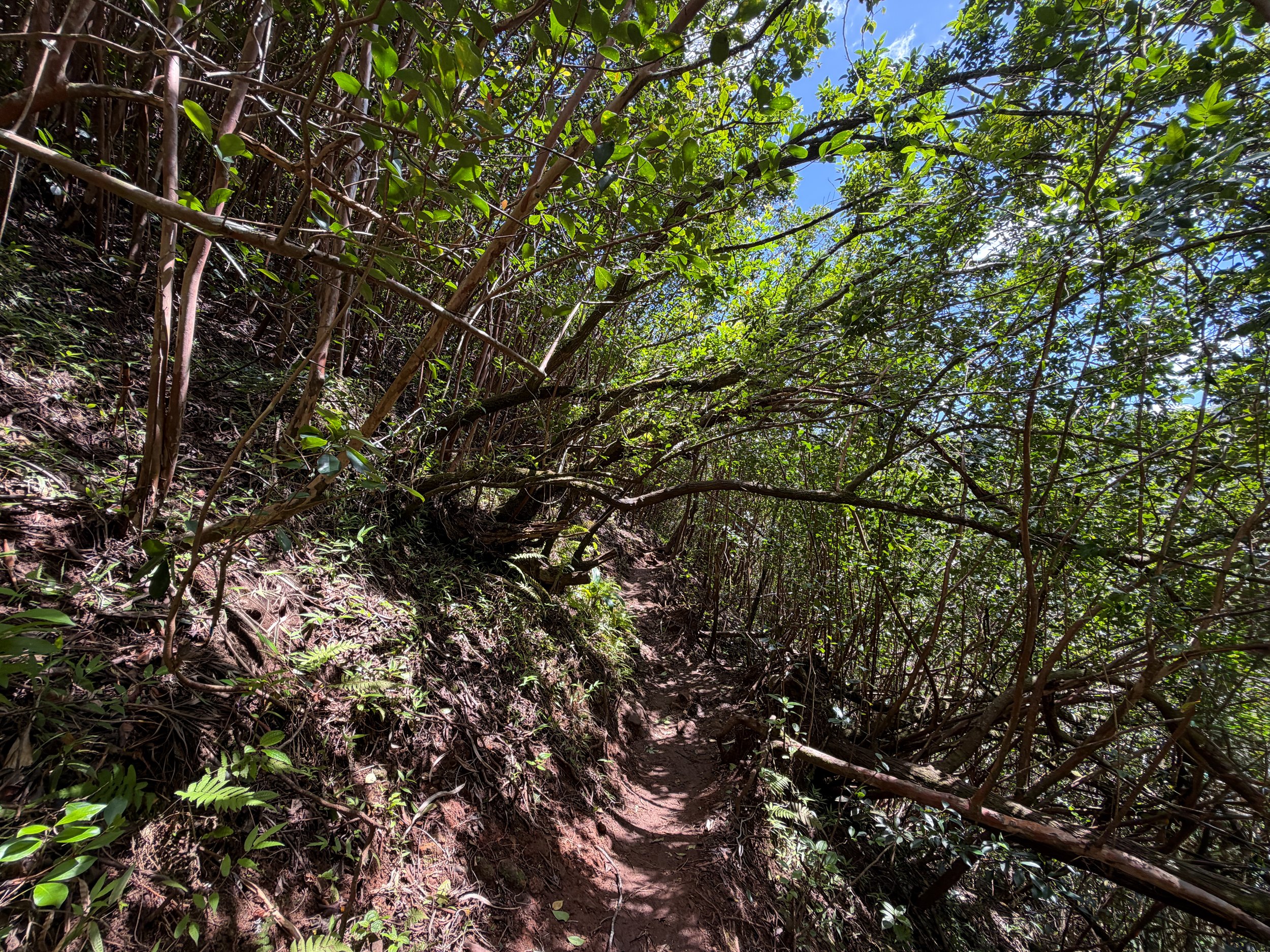 Waimano Pools Trail Oahu Hawaii