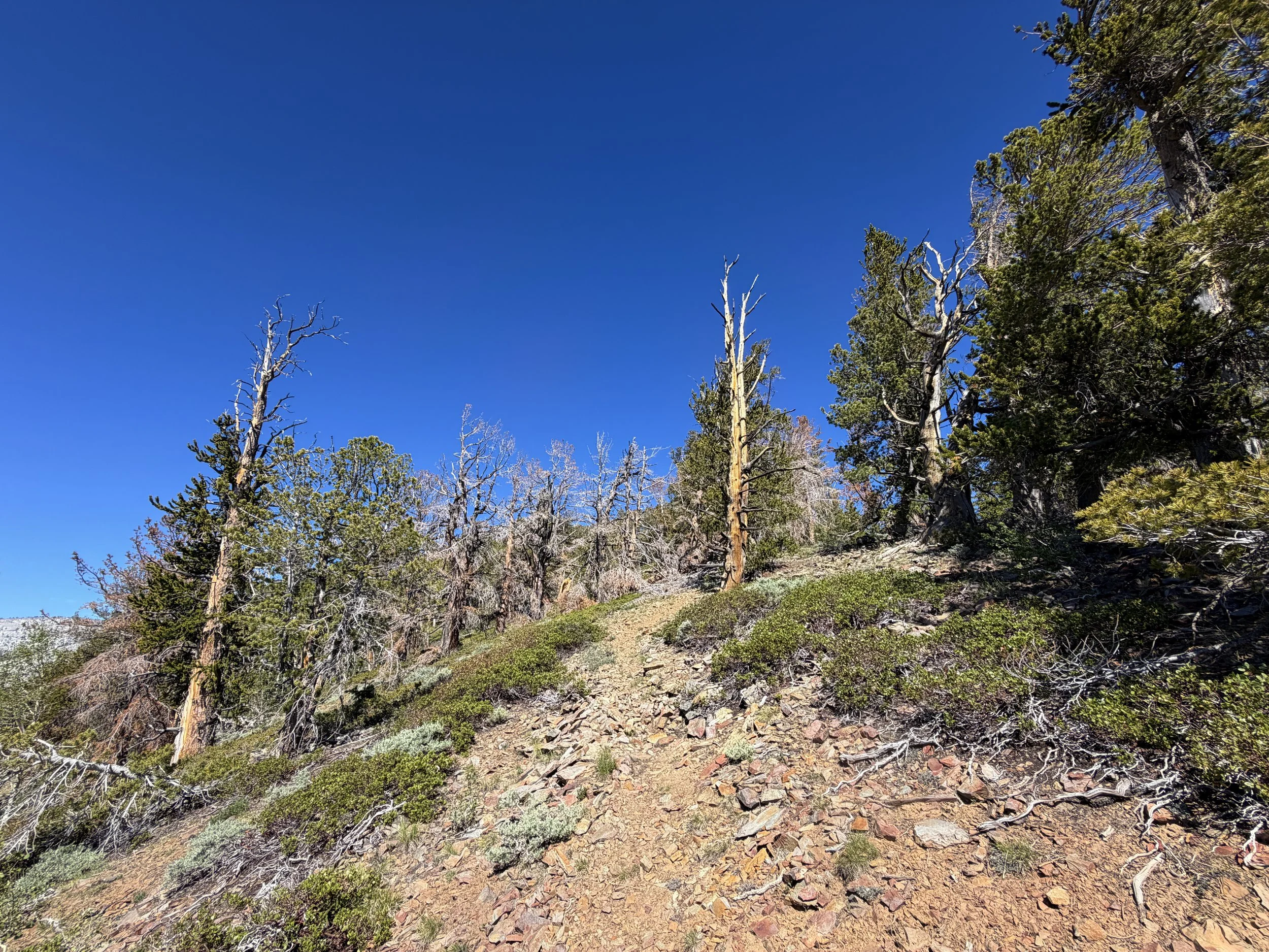 Snake Divide Trail to Mt. Washington Great Basin National Park Nevada