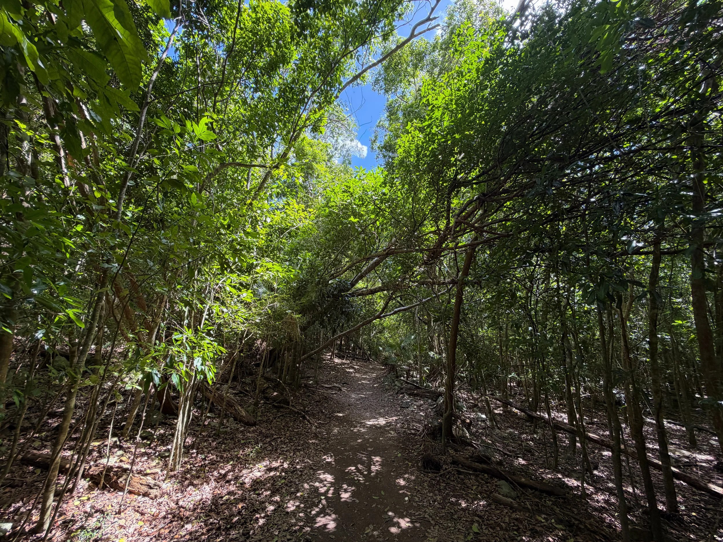 Reef Bay Trail Virgin Islands National Park