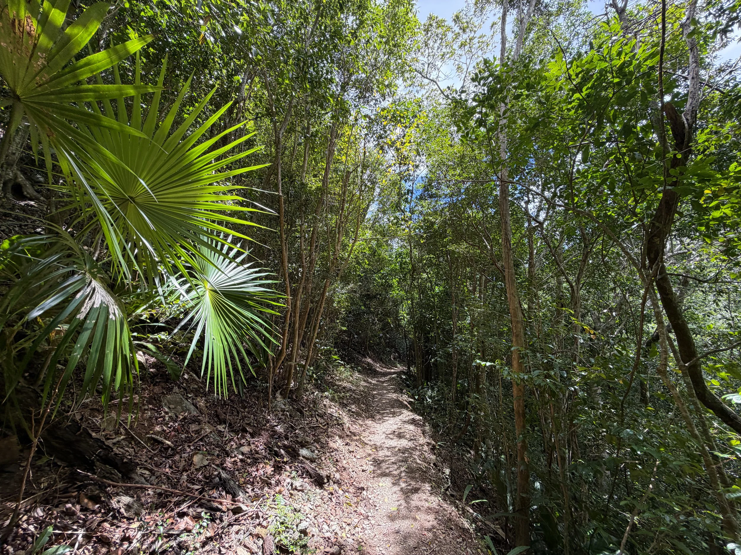 Reef Bay Hike Virgin Islands National Park