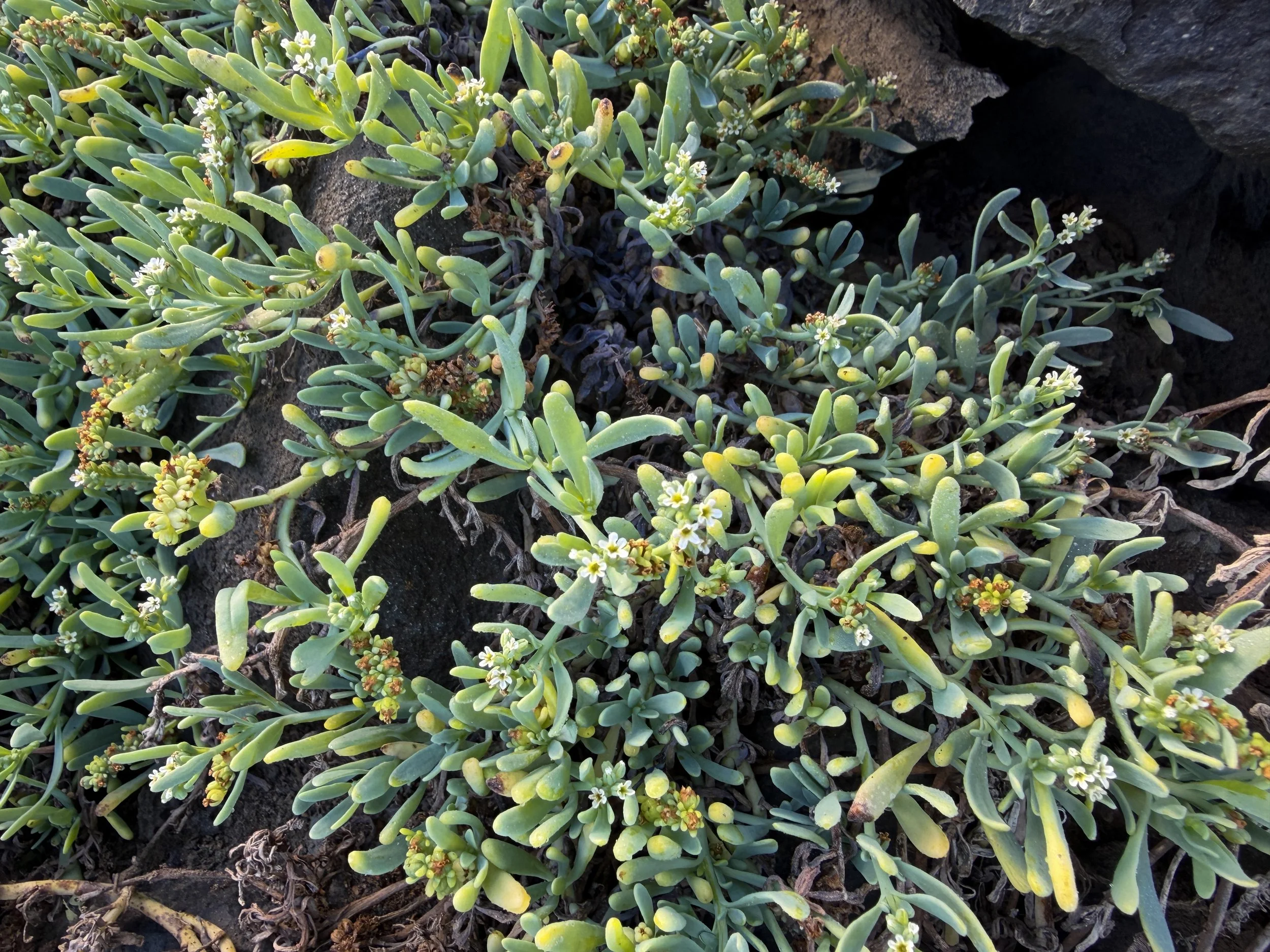 Kipukai Heliotropium curassavicum