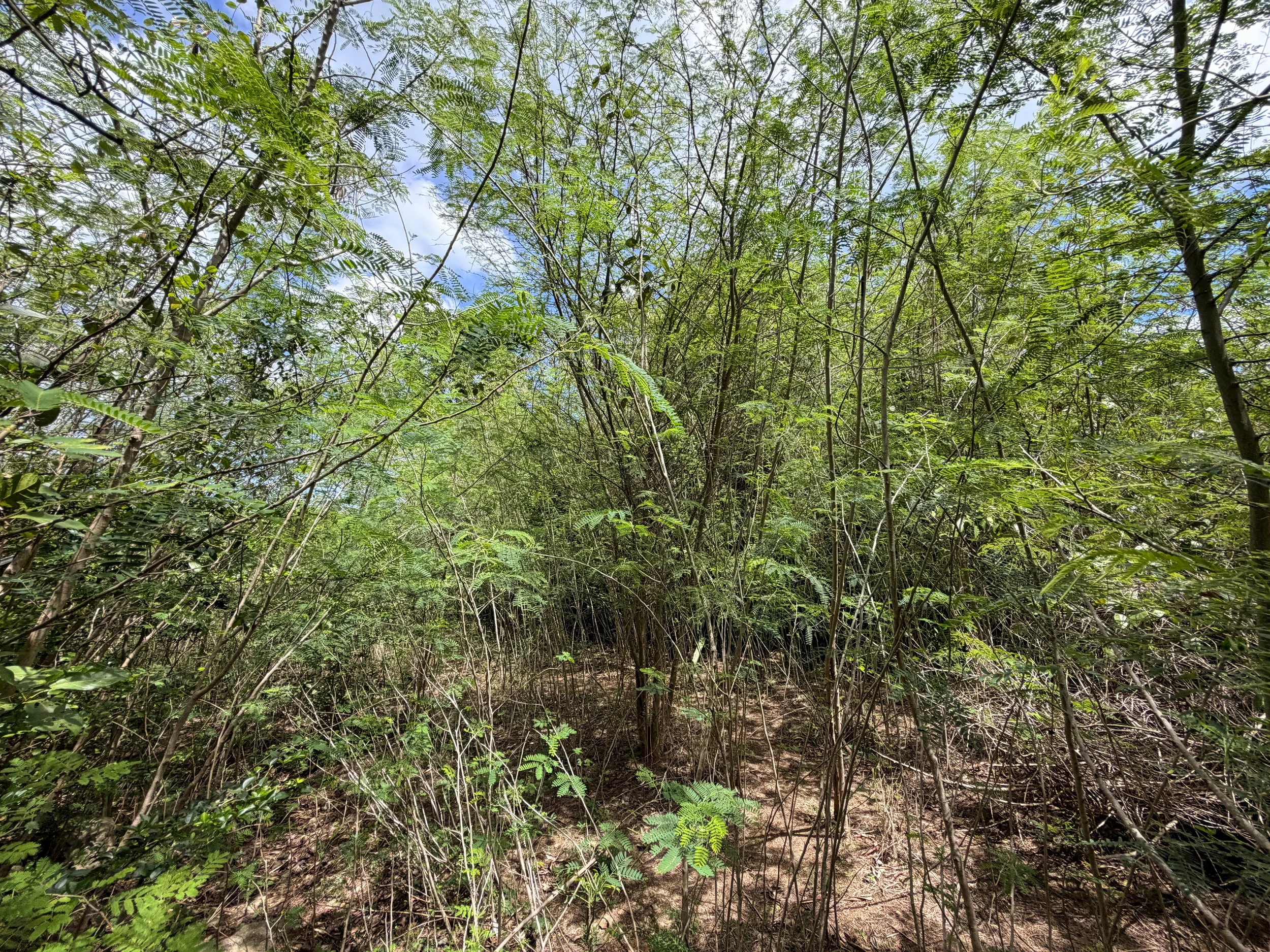 Water Catchment Trail Virgin Islands National Park