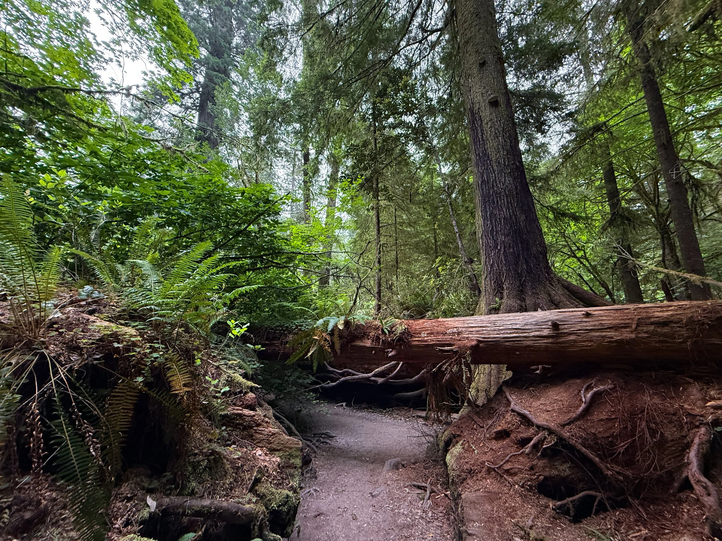 Grove of the Titans Hike Jedediah Smith Redwoods State Park California