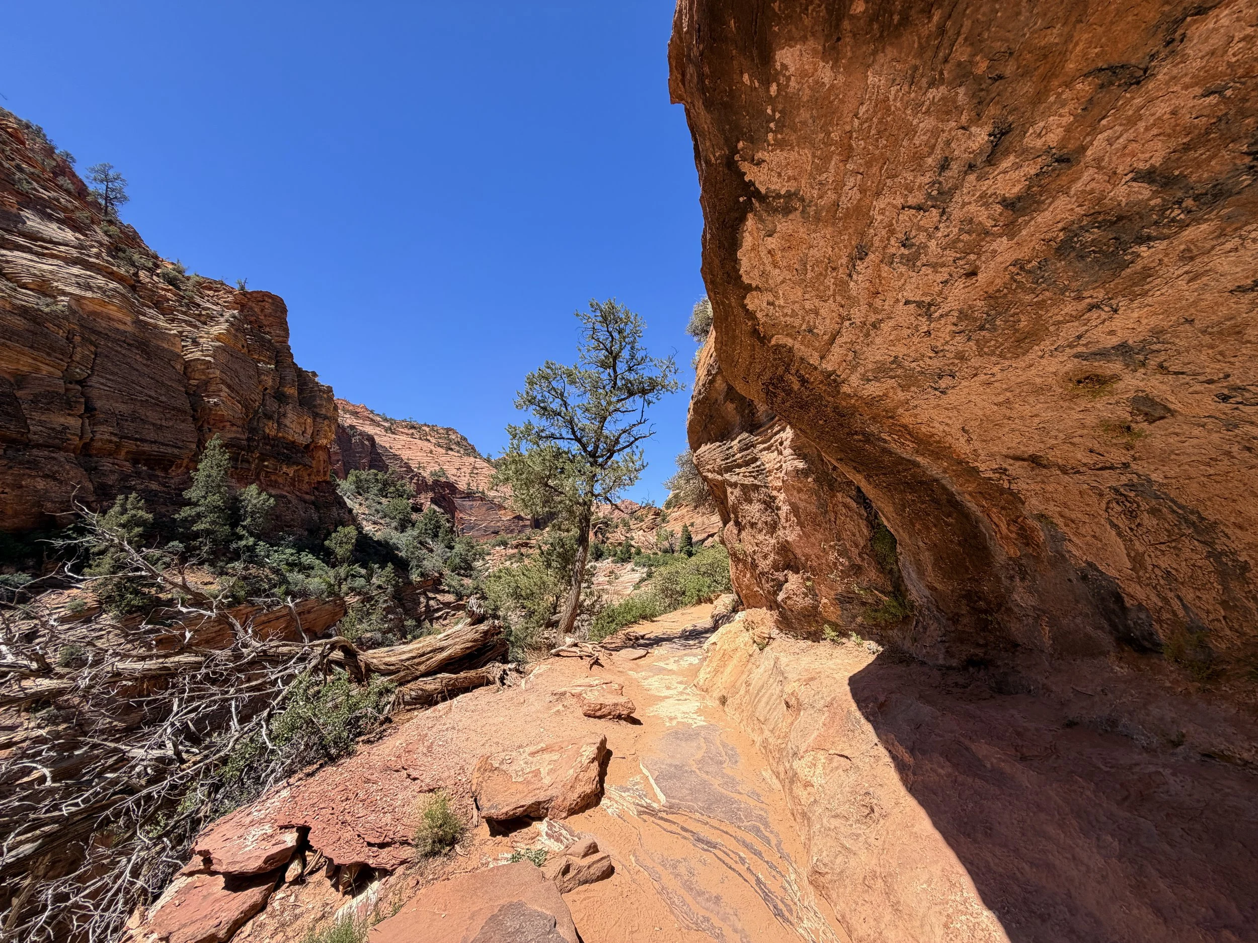 Canyon Overlook Trail Zion National Park Utah