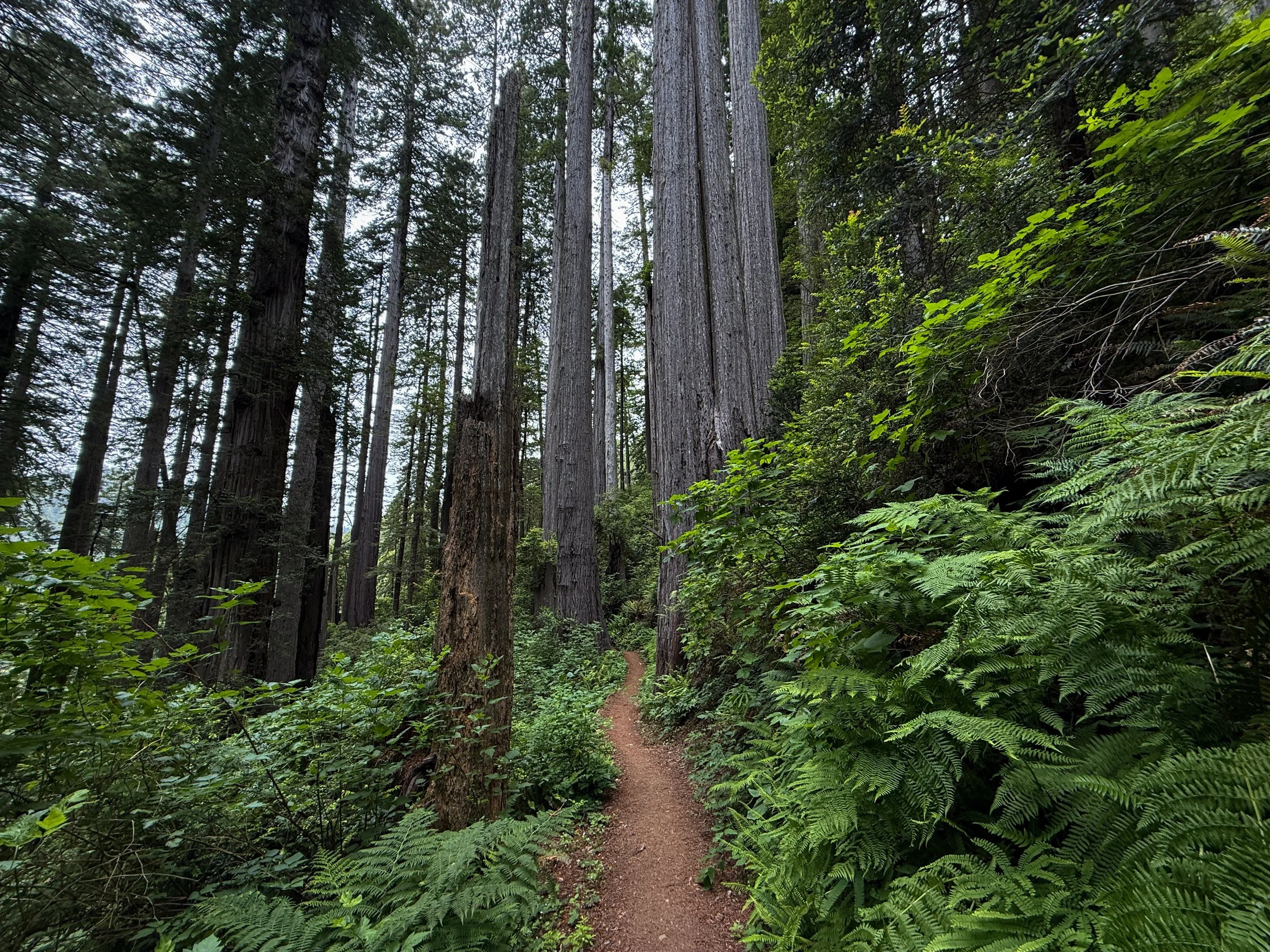 Damnation Creek Trail Del Norte Coast Redwoods State Park California