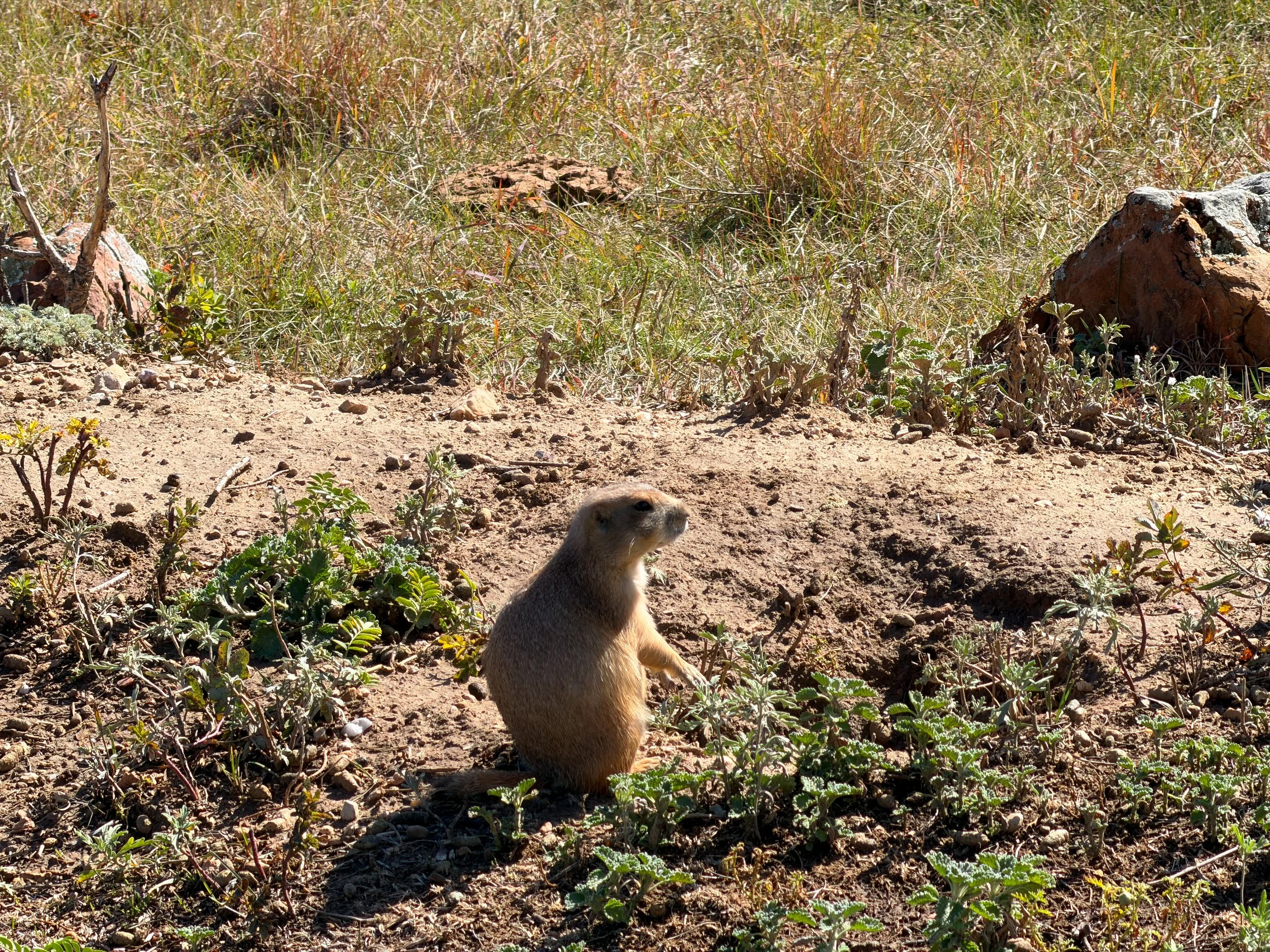 Prairie Dog Cynomys ludovicianus Wind Cave National Park South Dakota