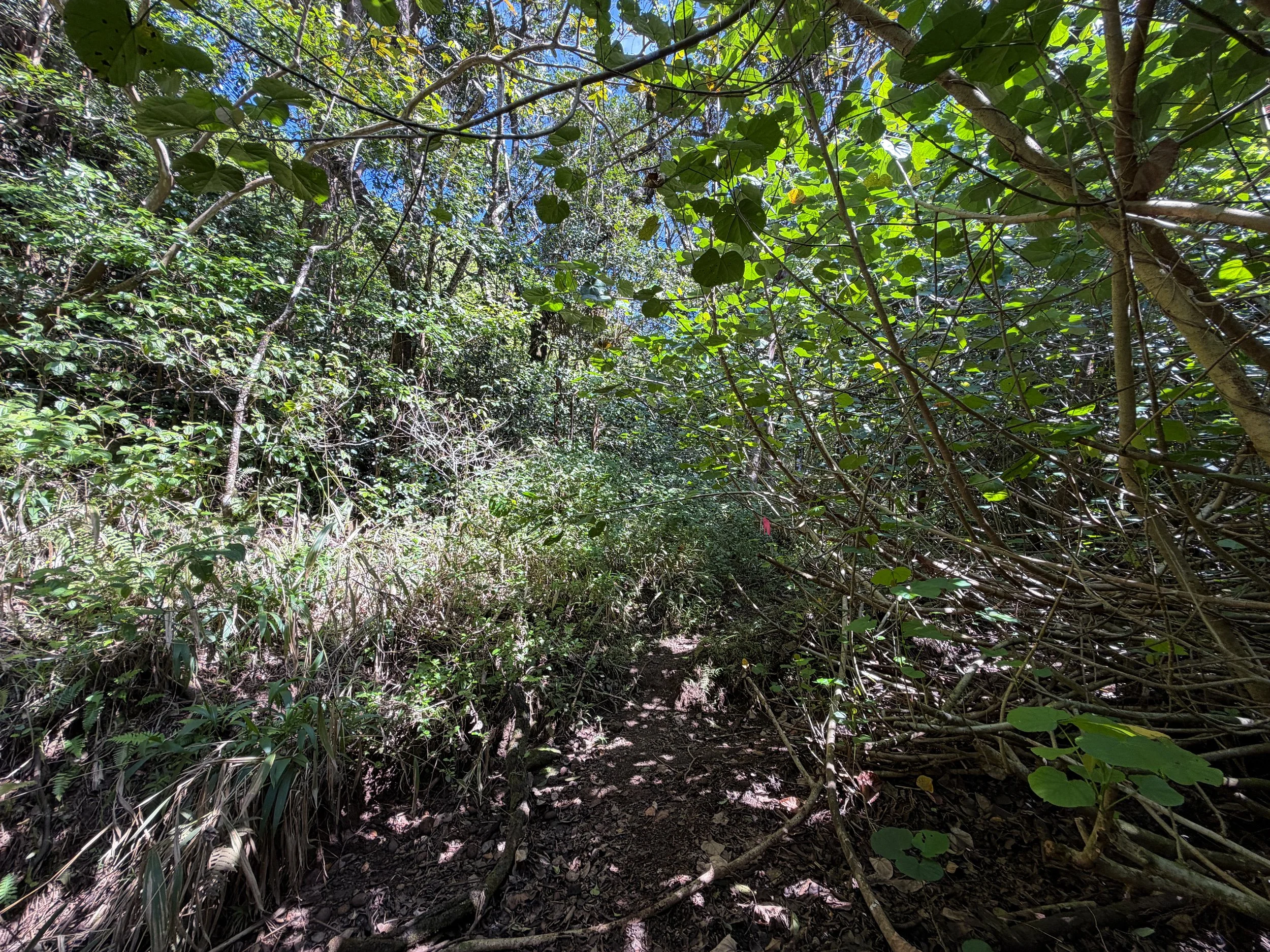 Kulanaahane Trail to Moanalua Saddle Oahu Hawaii