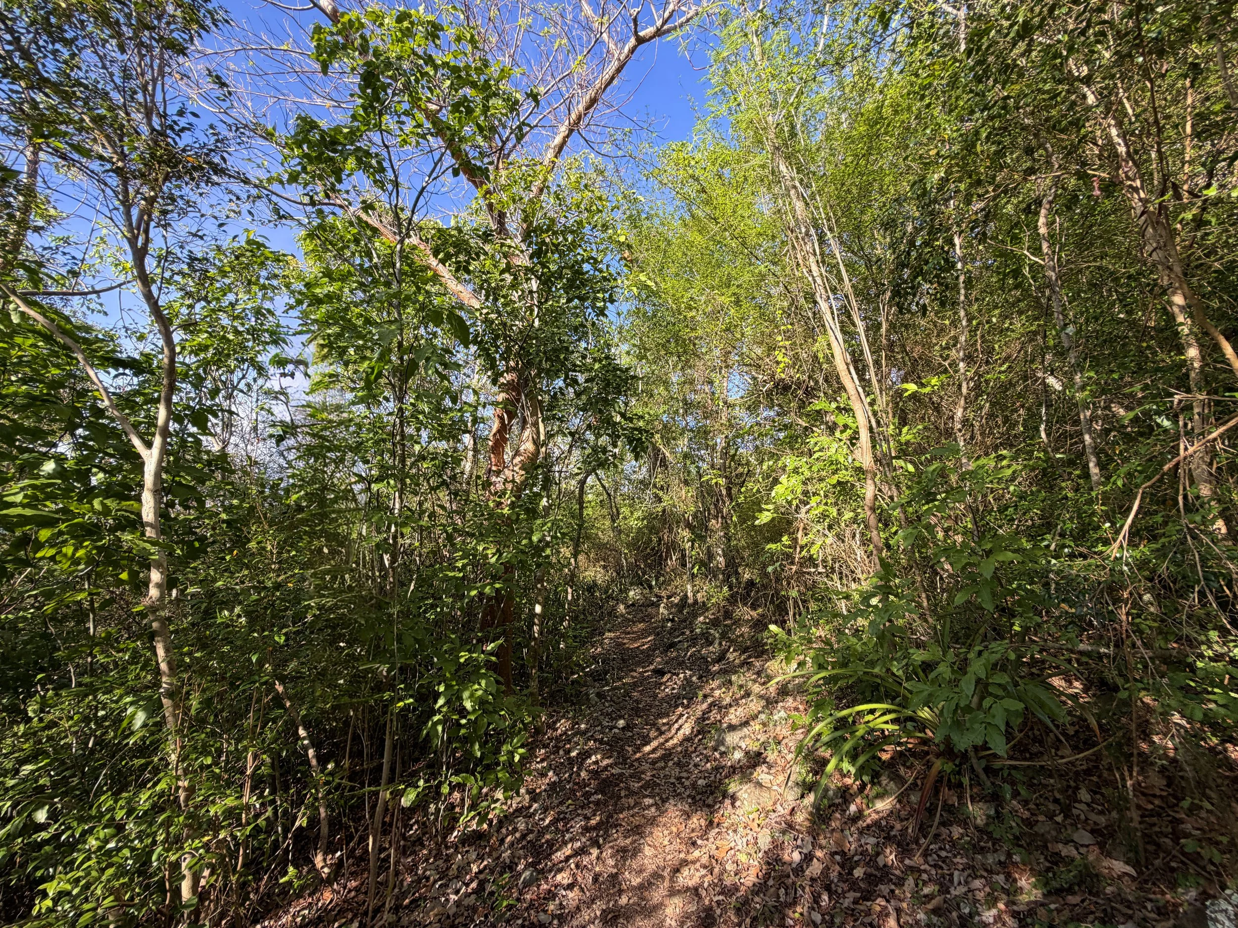 Caneel Hill Spur Trail Virgin Islands National Park